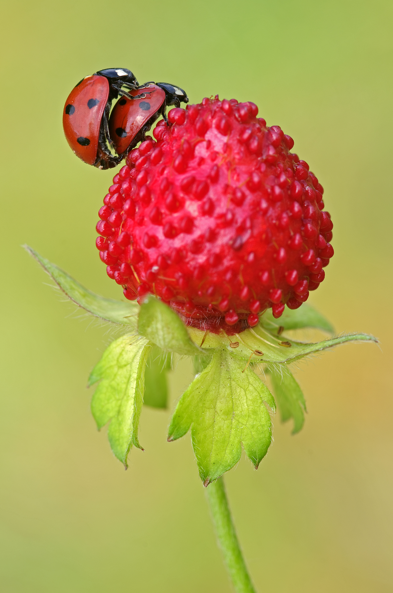 Coccinelle su falsa fragola
