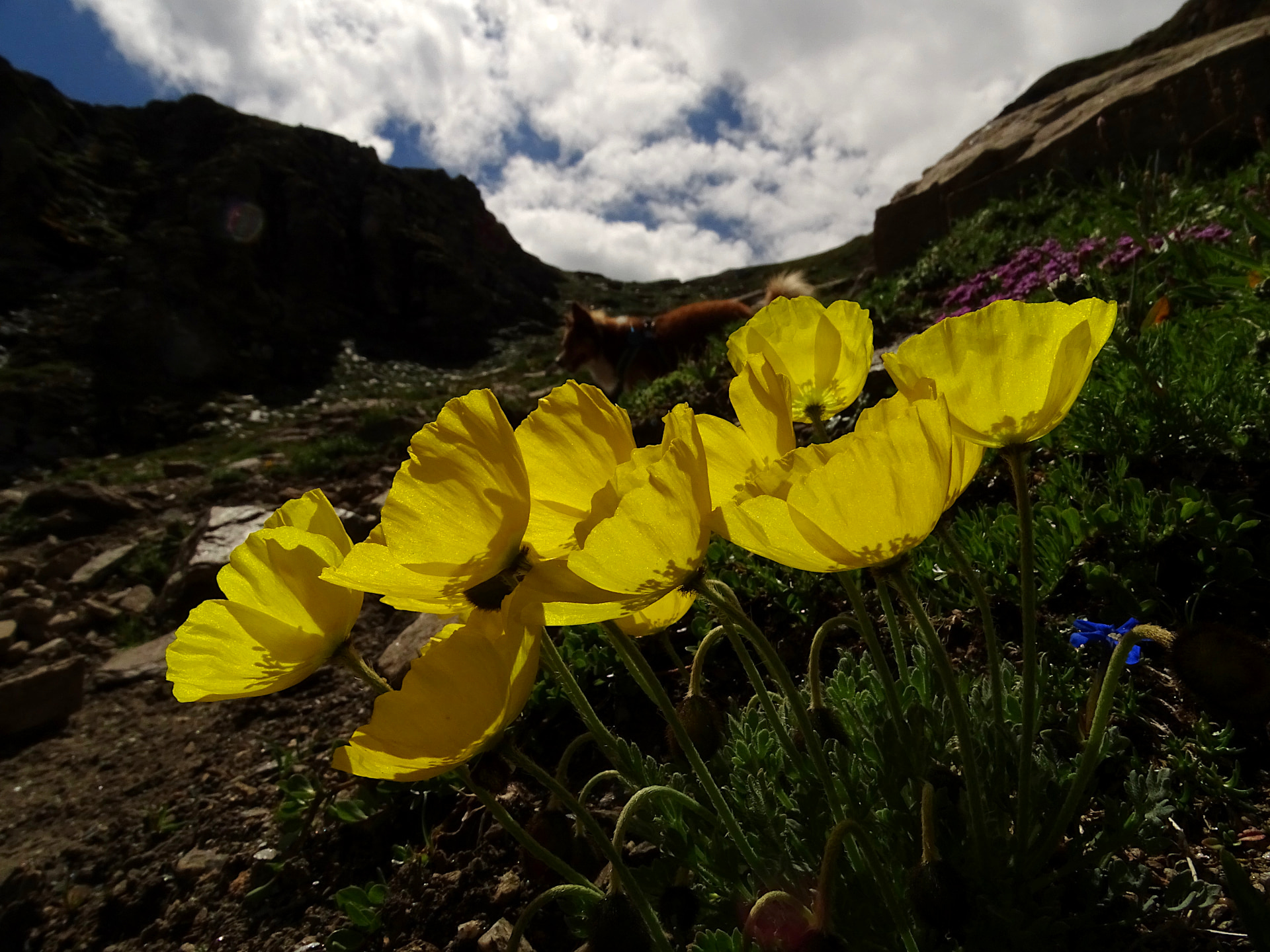 Pyrenean Poppy on Scree