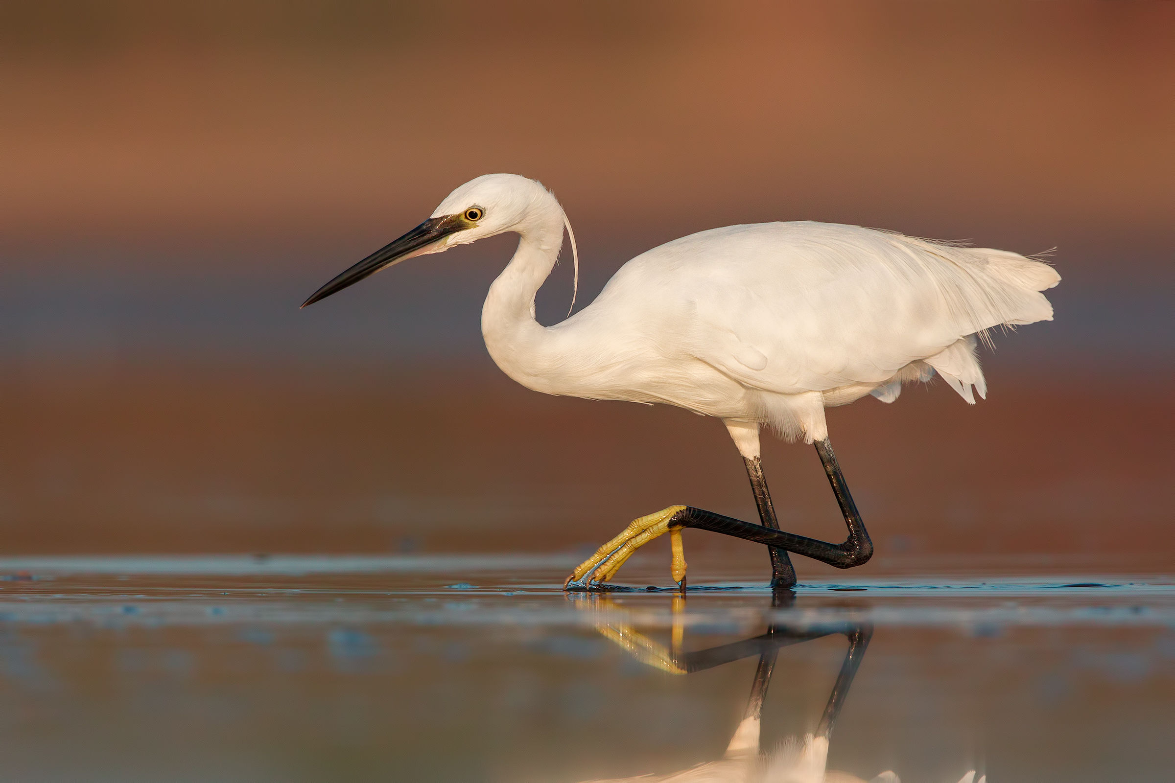 Egret