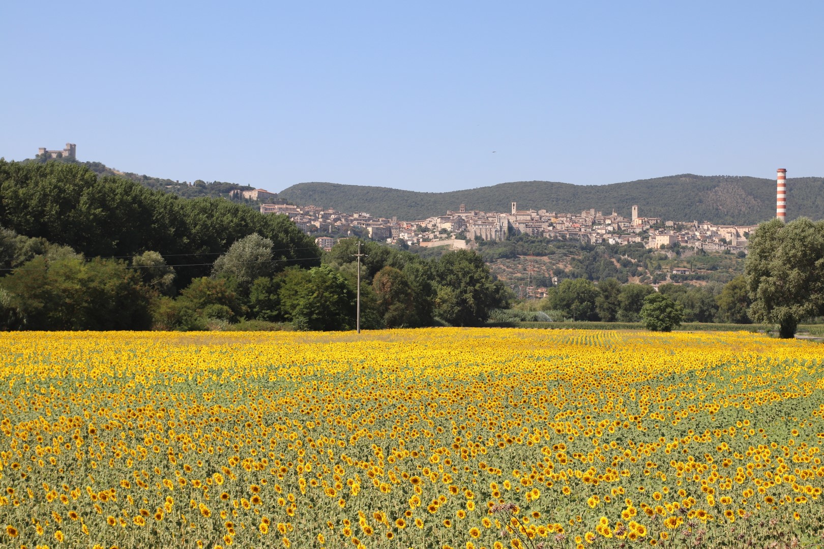 Narni, sunflowers