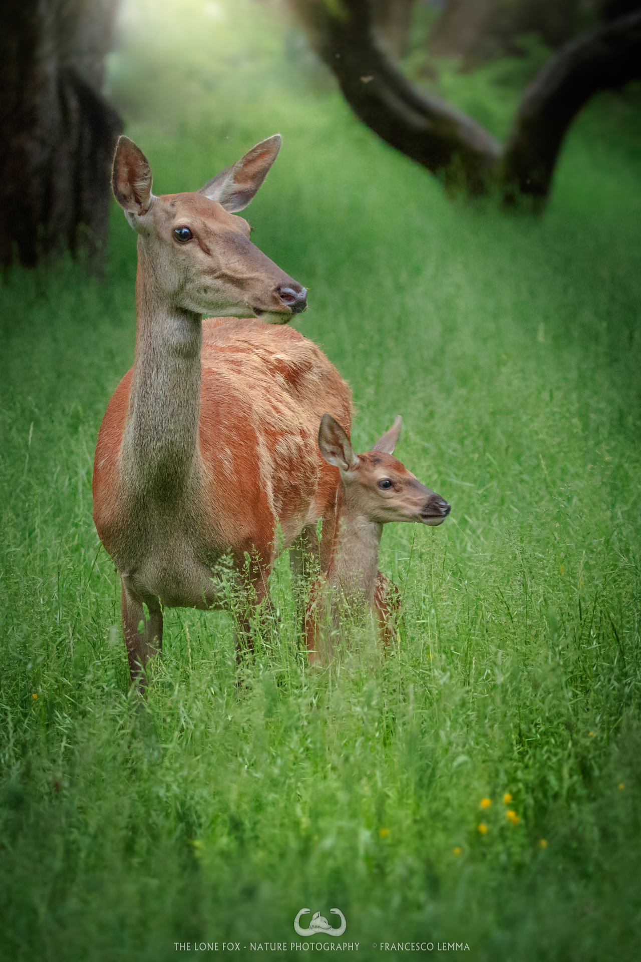 "No fear, mom! I'll protect you!"