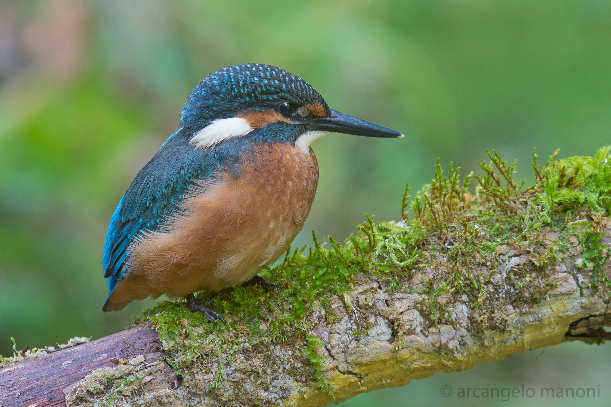 Young Martin just out of the nest