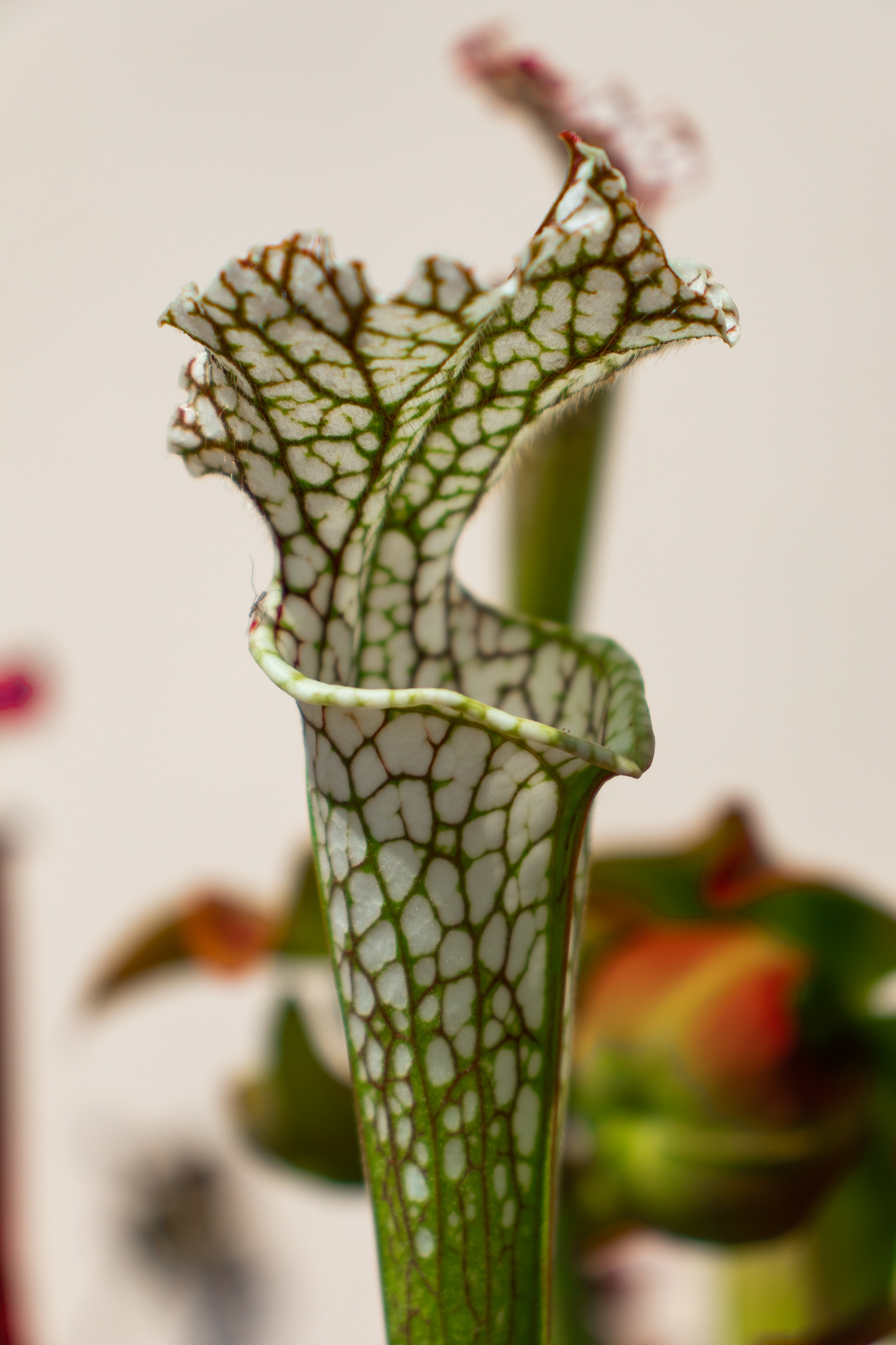 Sarracenia Leucophylla