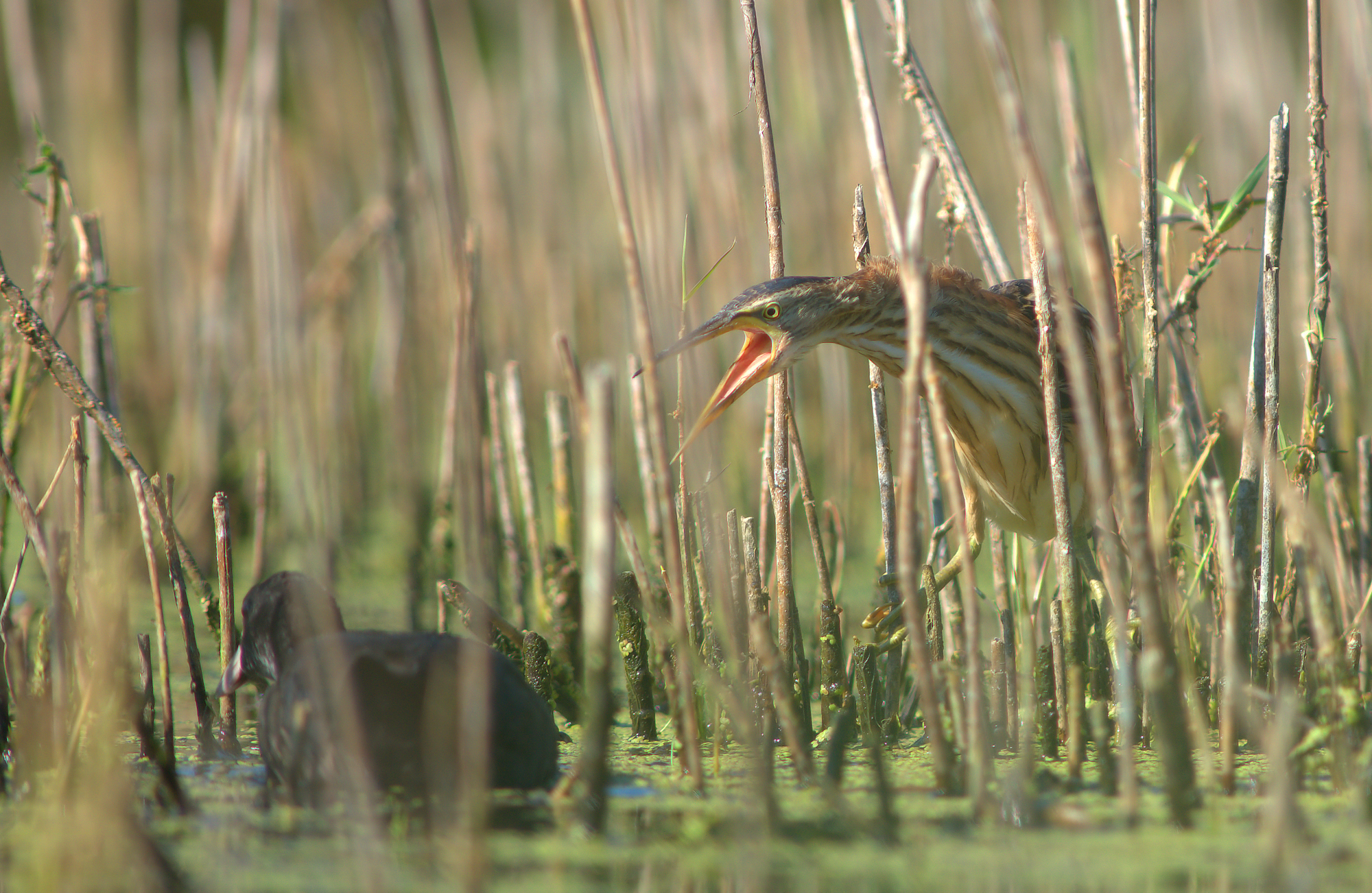 Little Bittern