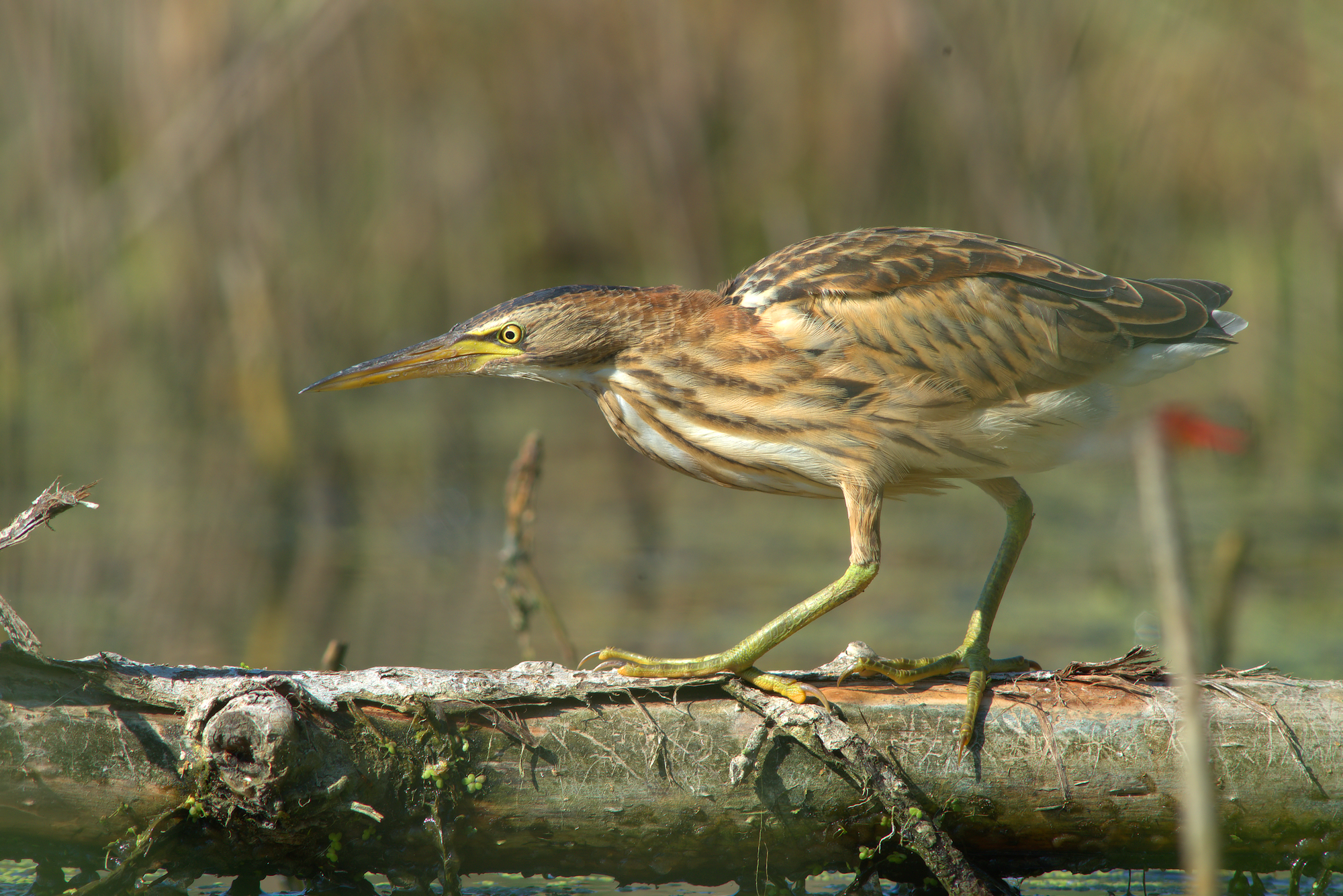 Little Bittern