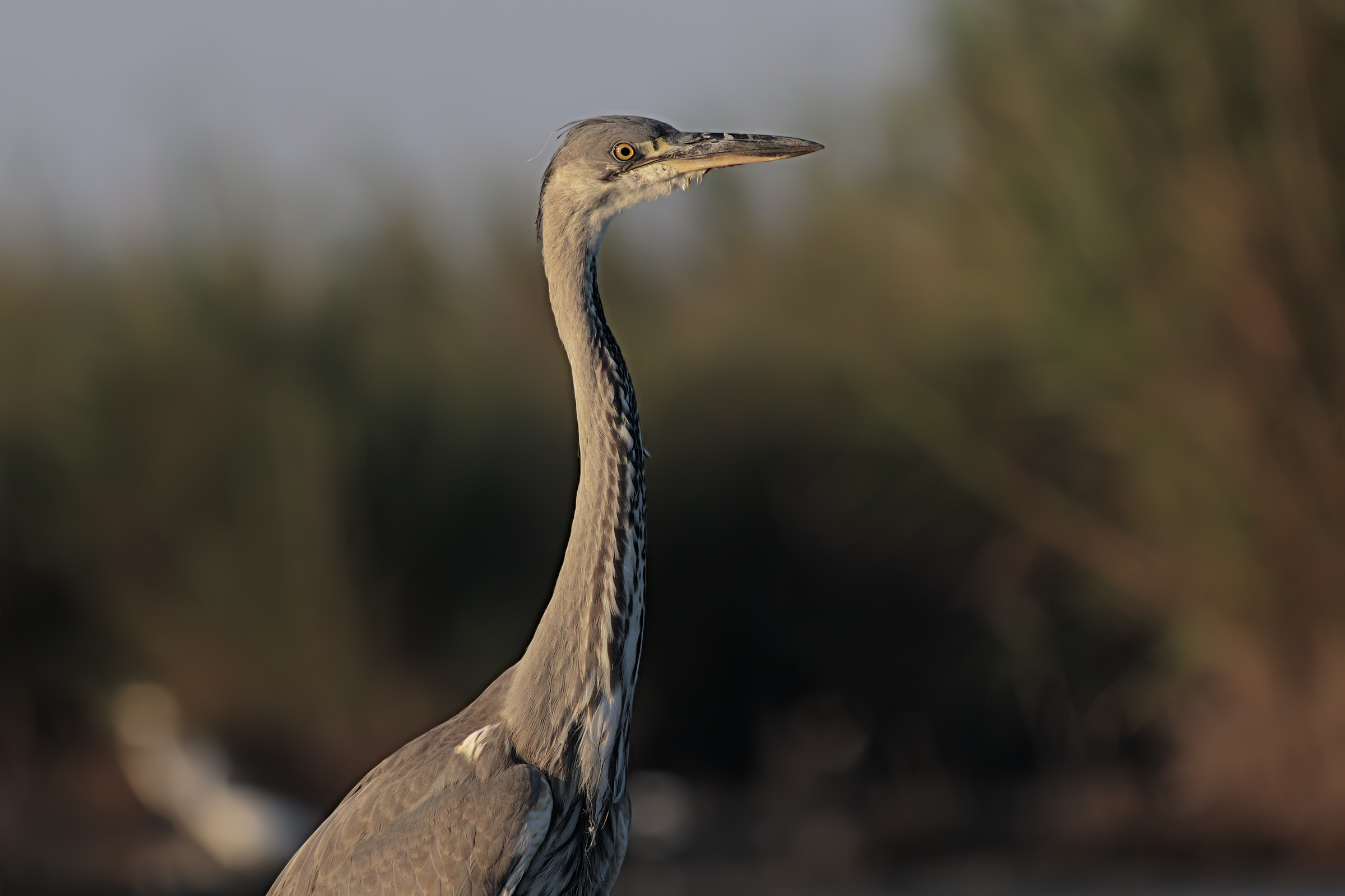 Grey Heron