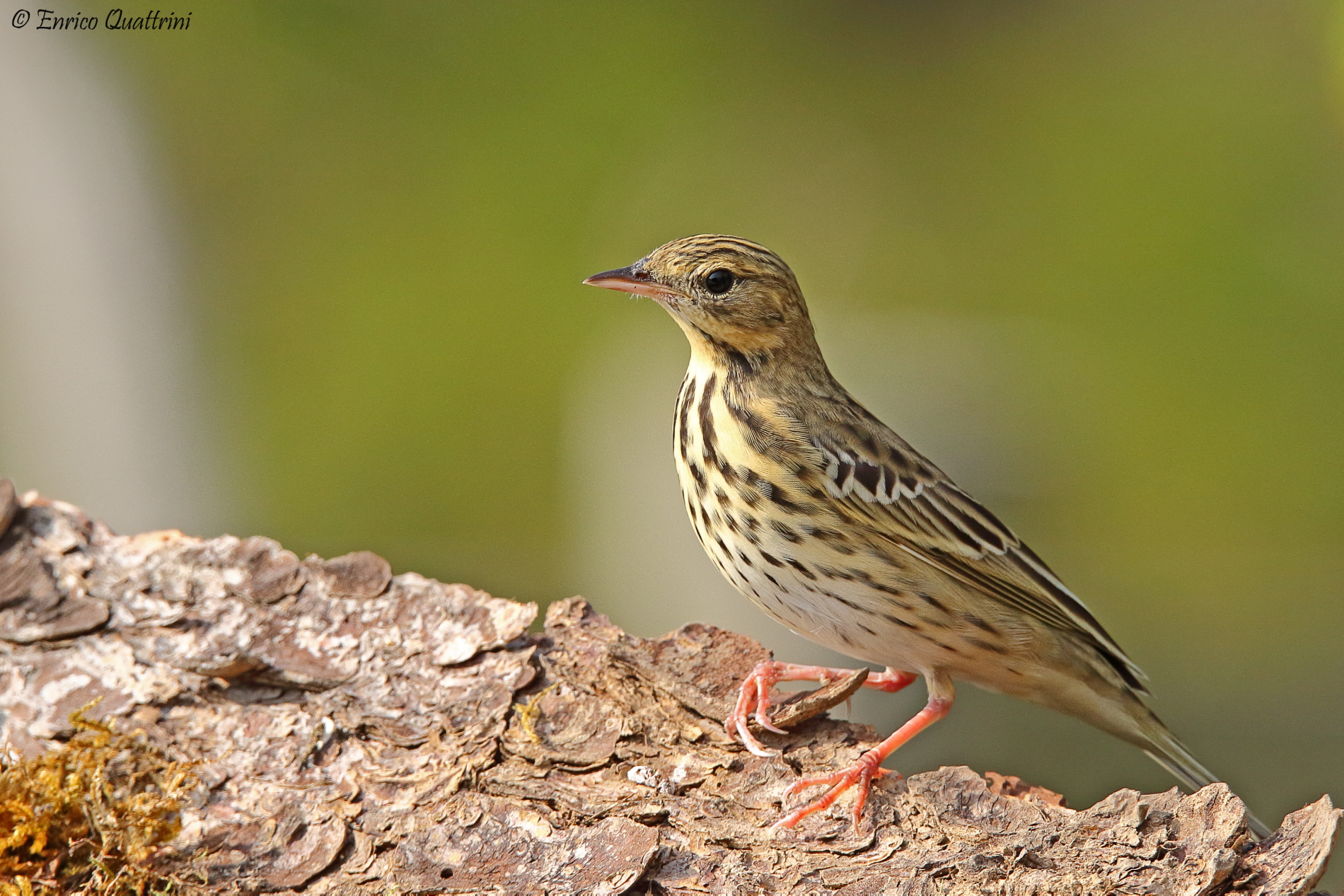 Tree Pipit