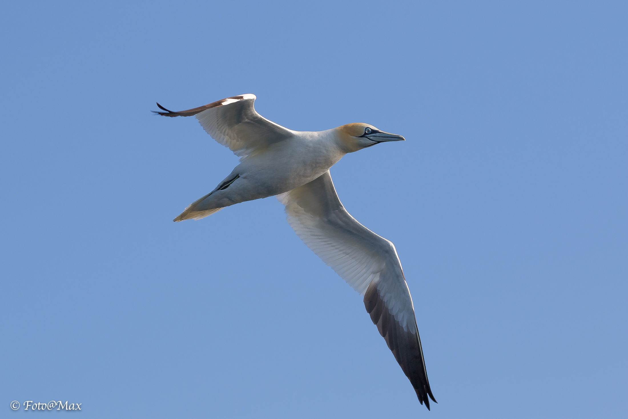 Northern Gannet