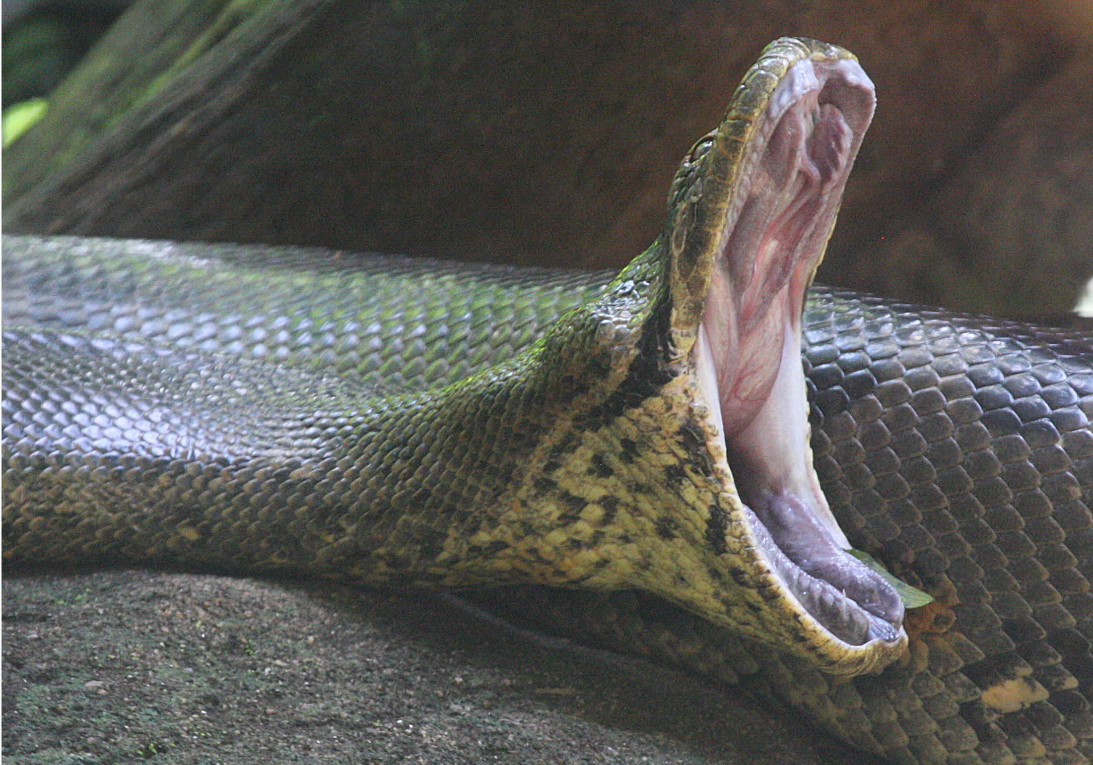 Anaconda