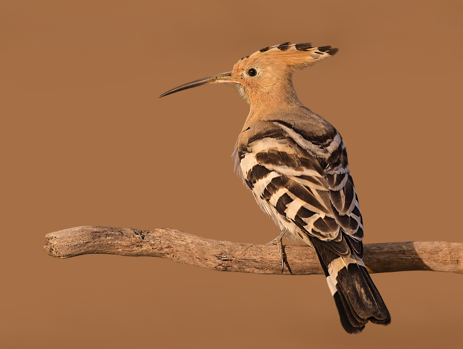 Hoopoe