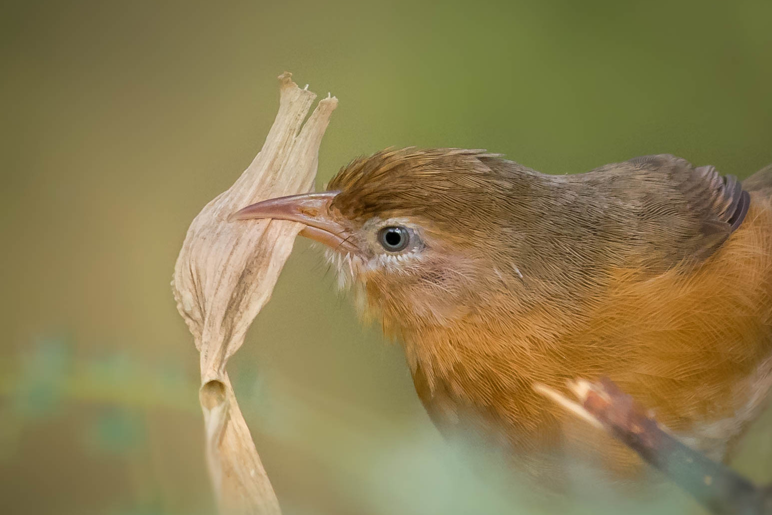 Tawny bellied babbler