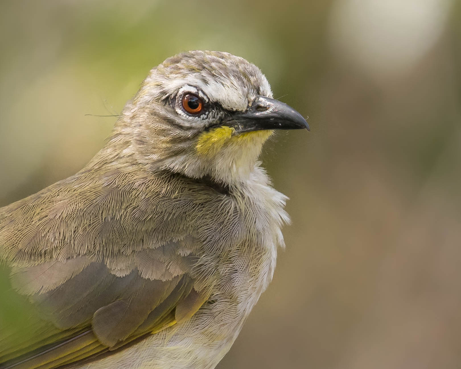 White browed bulbul