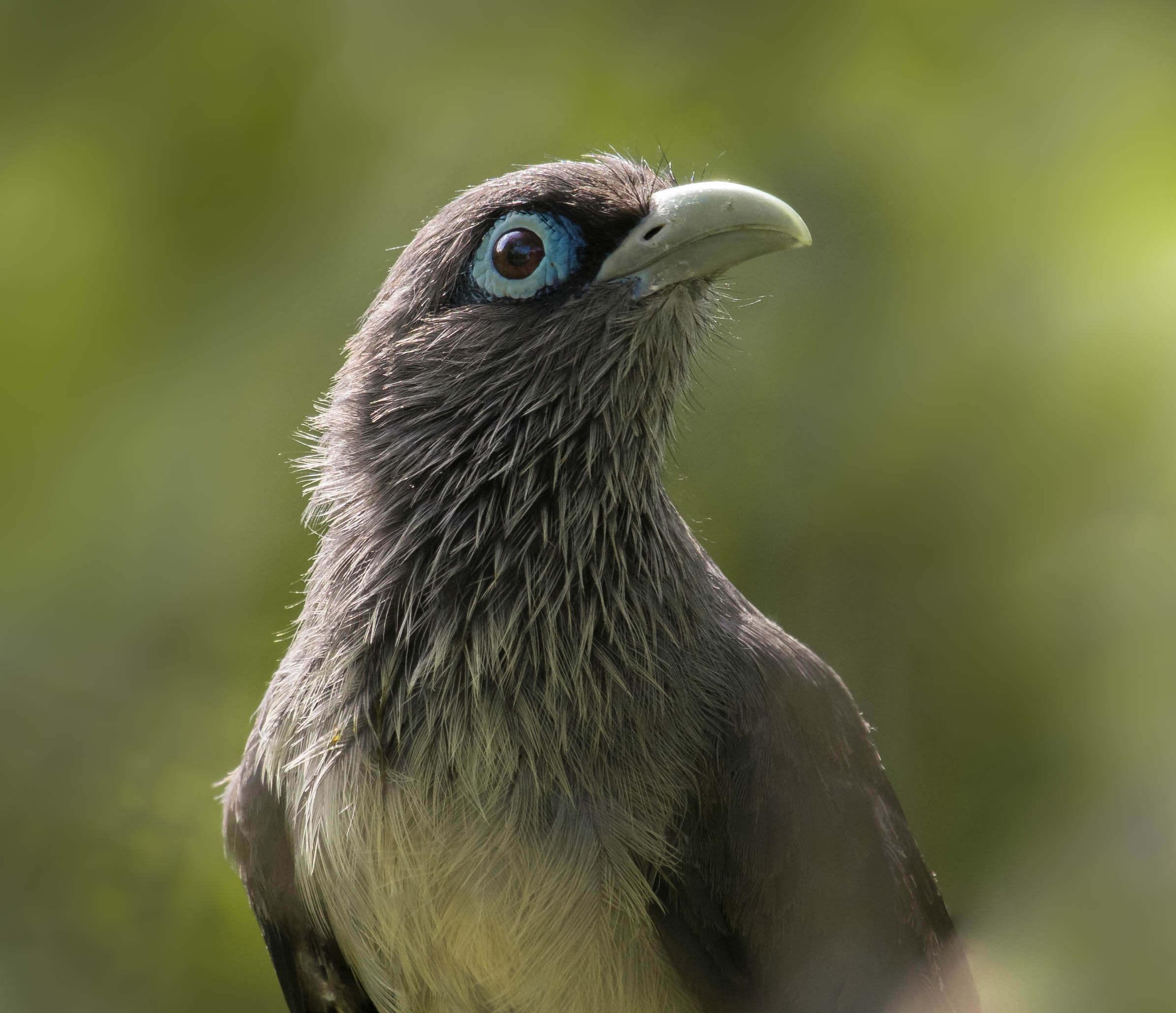 Blue faced malkoha