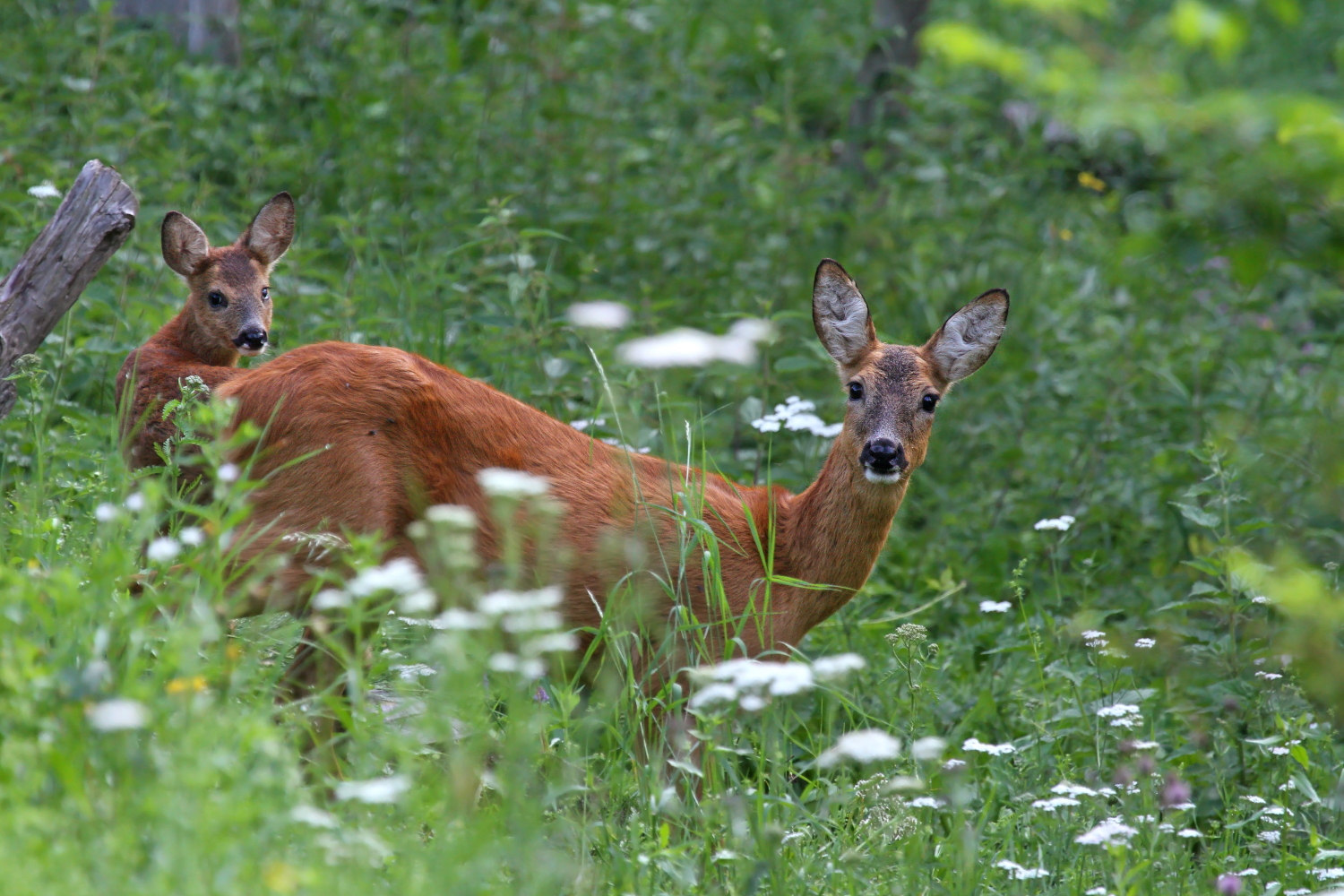 Capriolo femmina con piccolo
