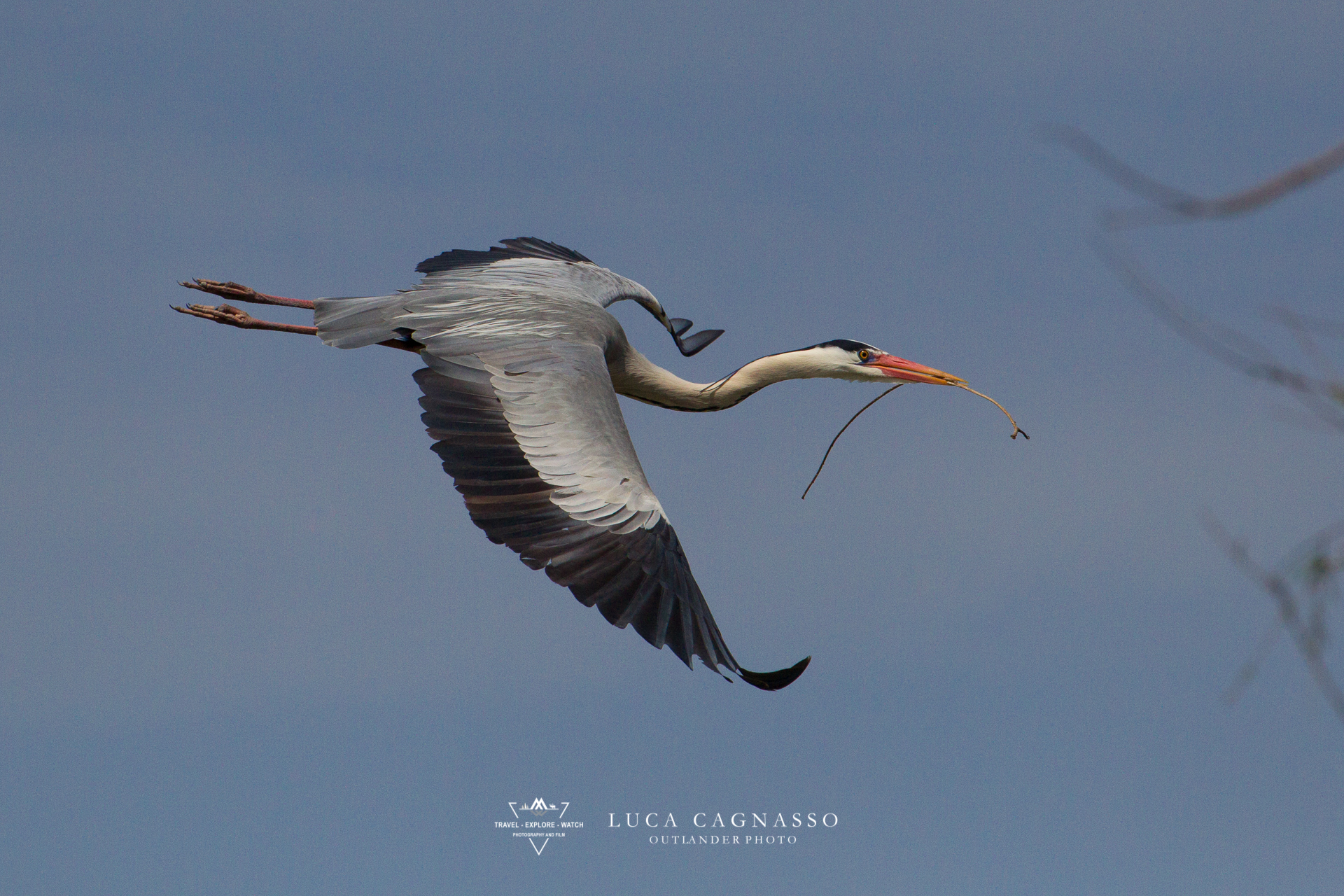 Airone cenerino - 01