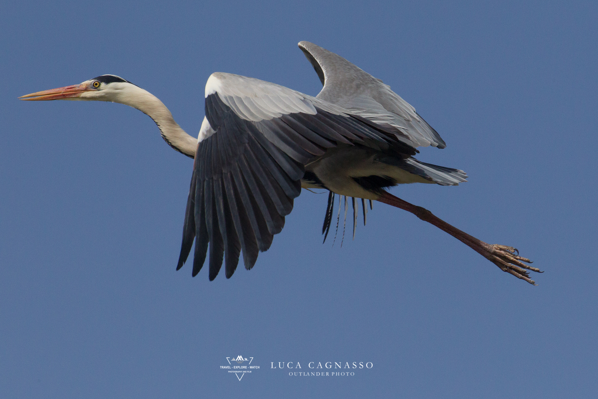 airone cenerino - 02