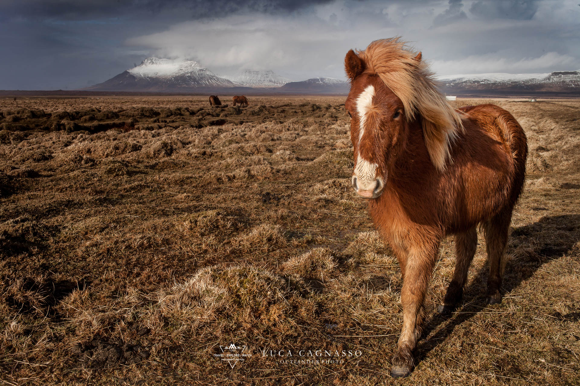 Iceland horse - 01
