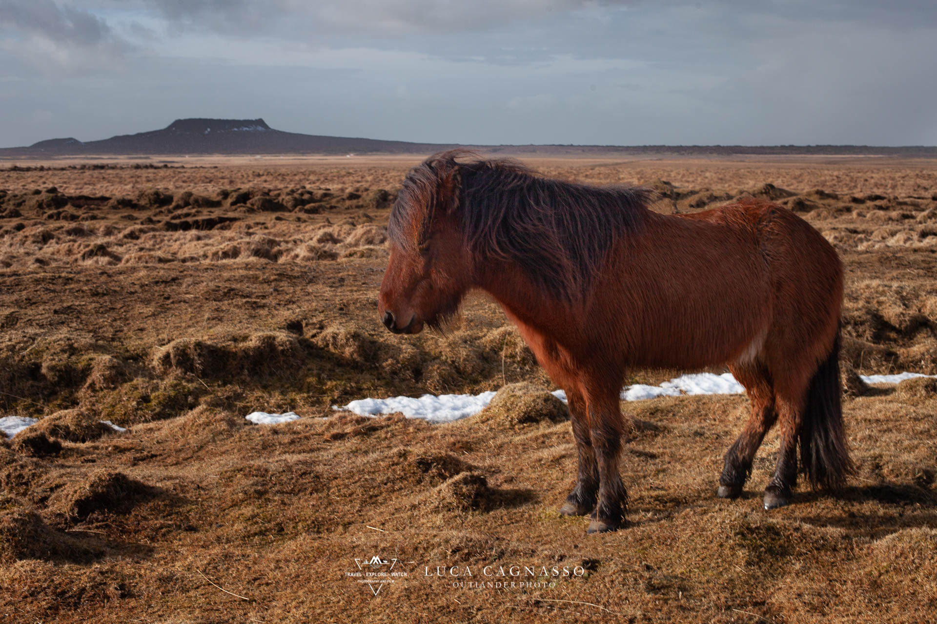 Iceland horse - 02