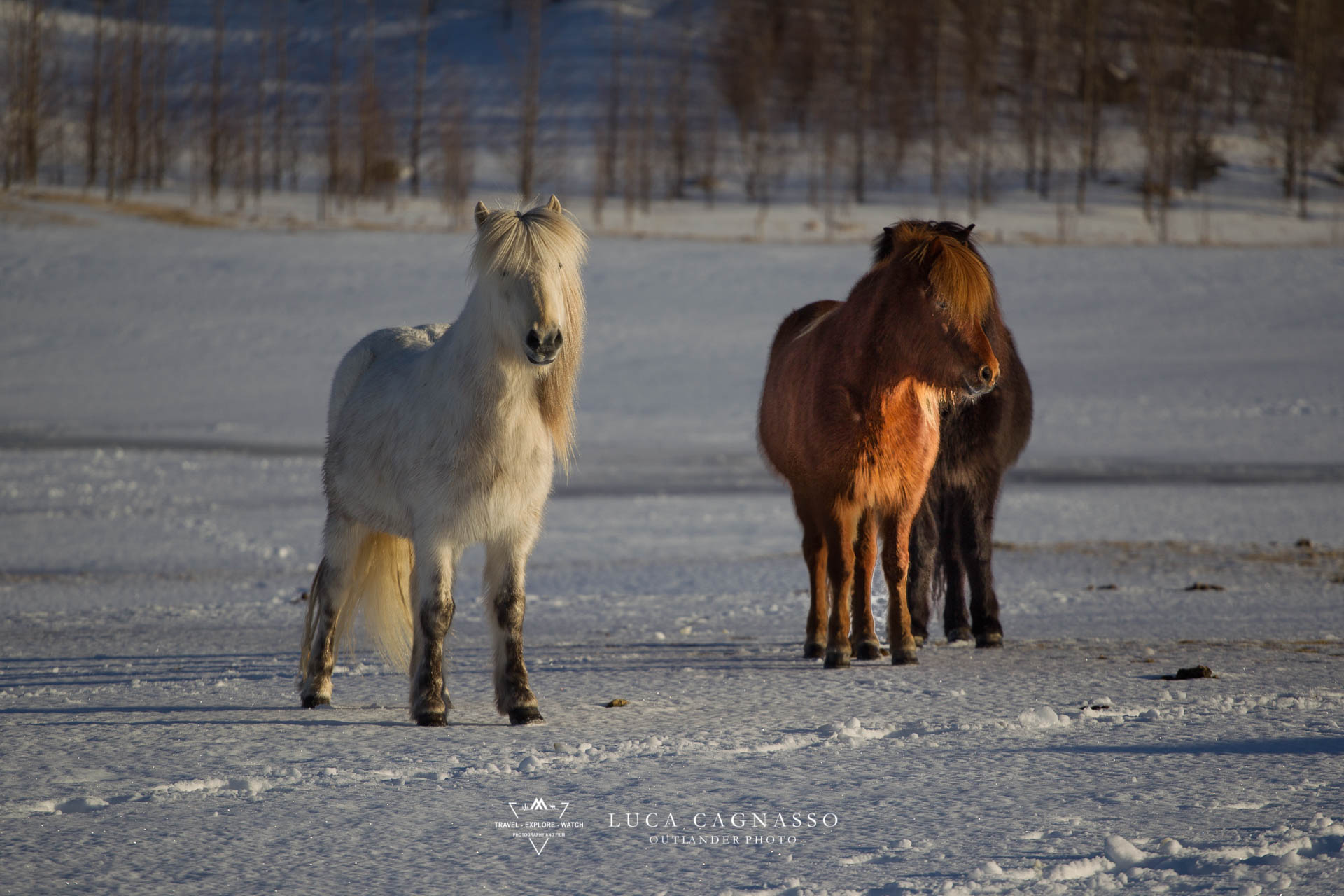 Iceland horse - 05