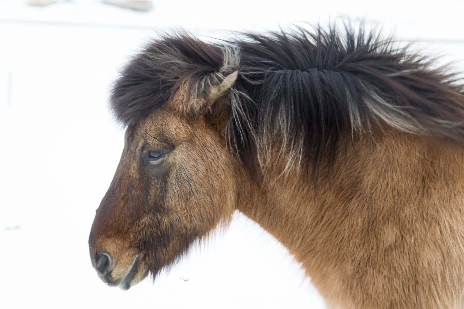 Iceland horse - 06