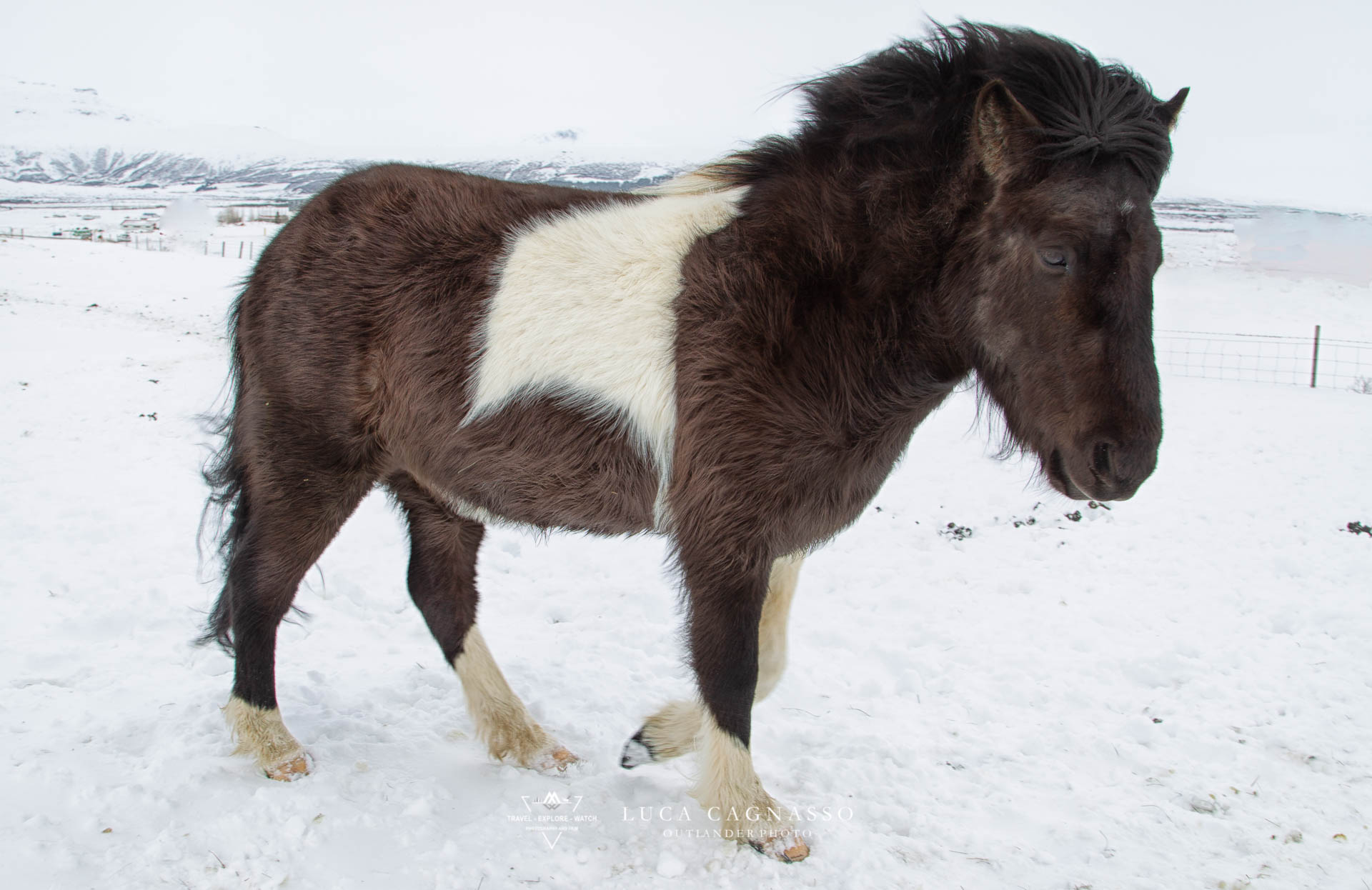 Iceland horse - 07