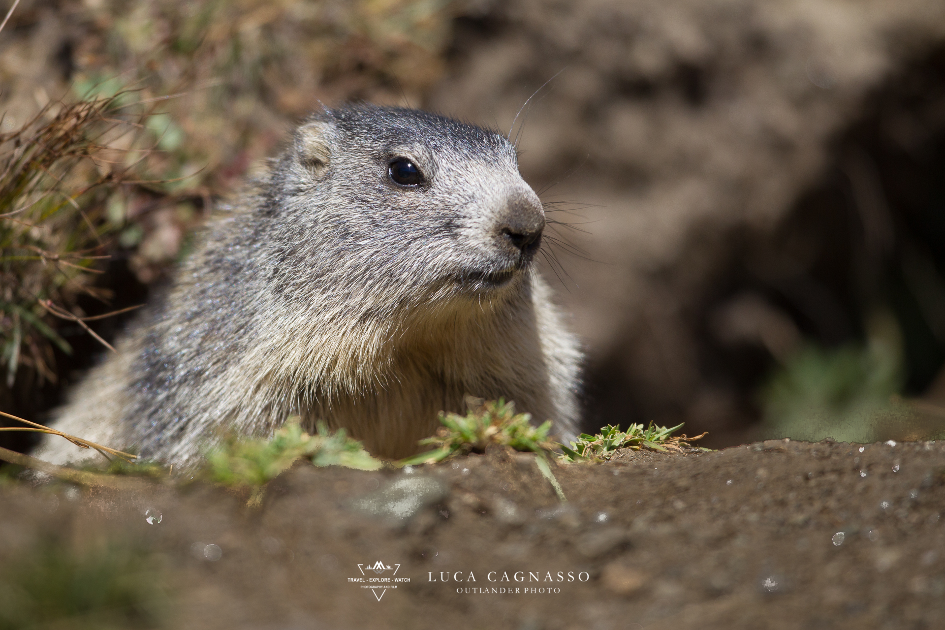 Marmotta - 05
