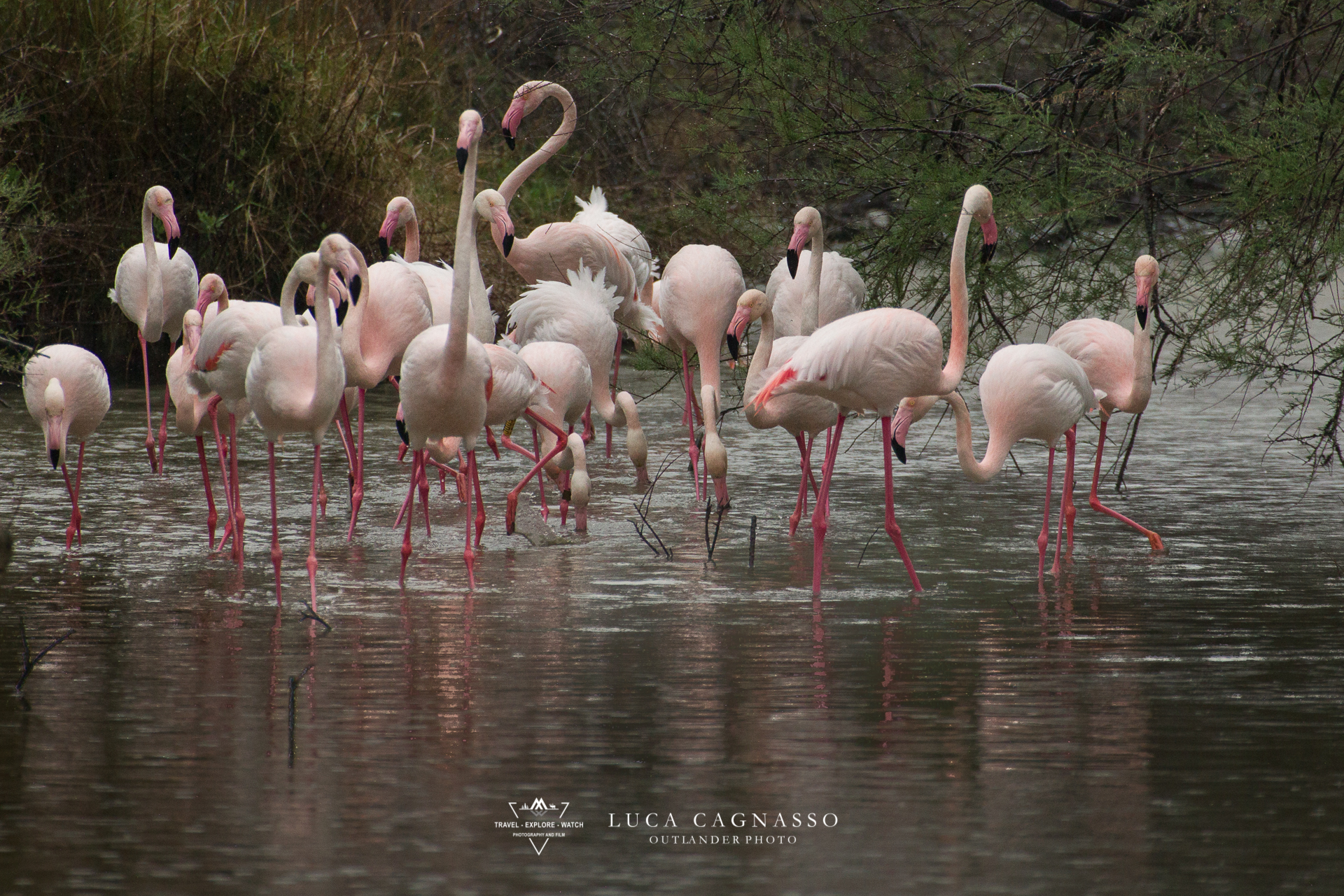 fenicotteri rosa - 05