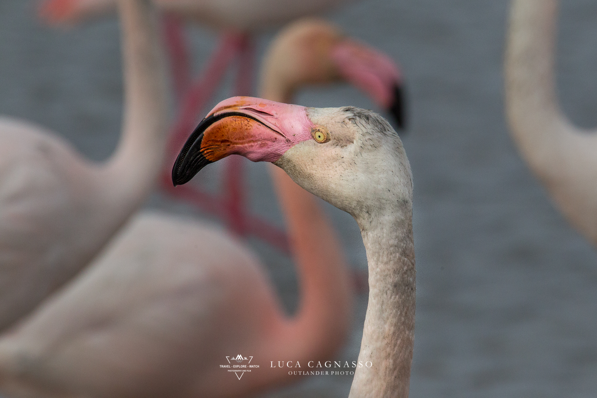 Fenicottero rosa - 06