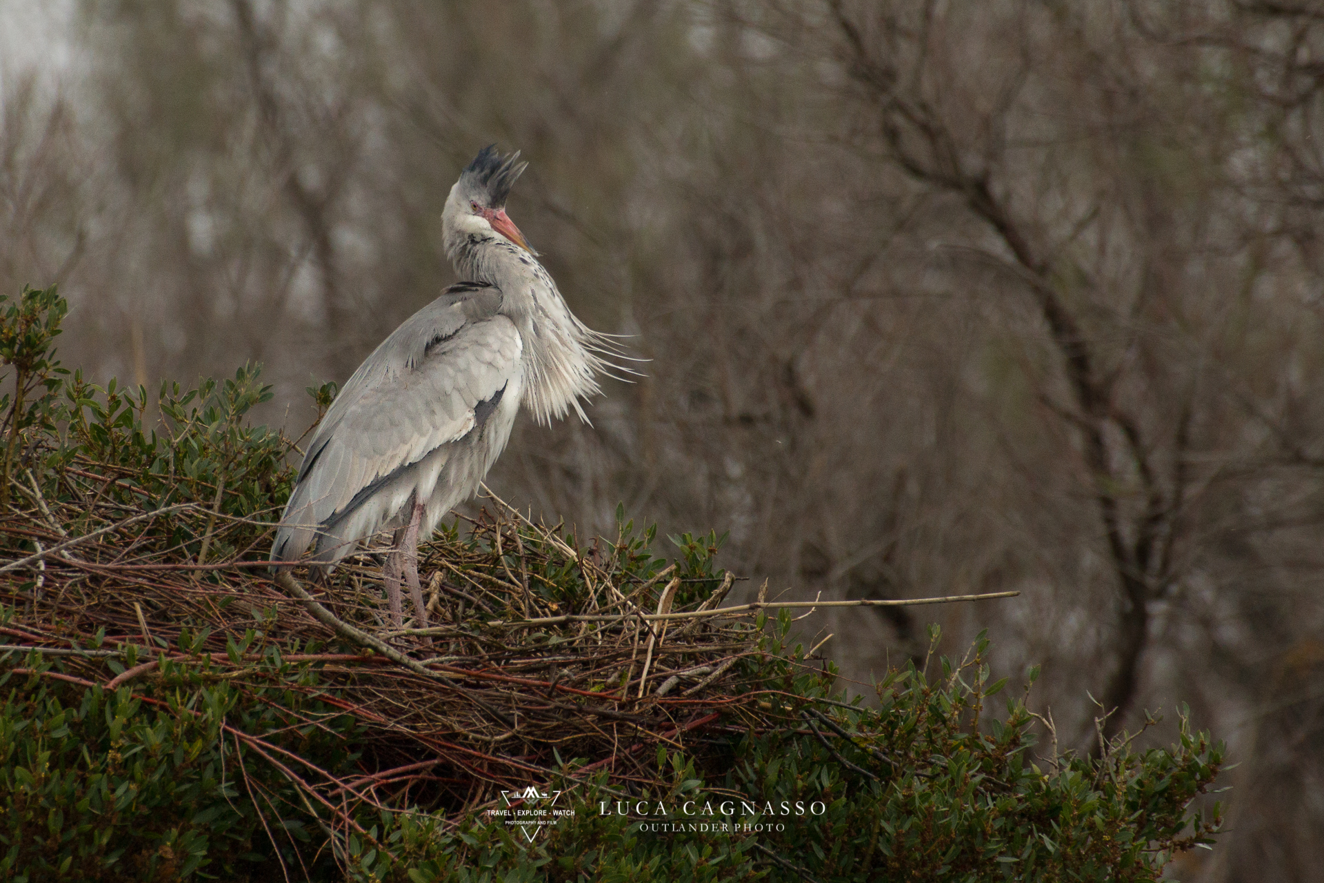 Airone cenerino - 07