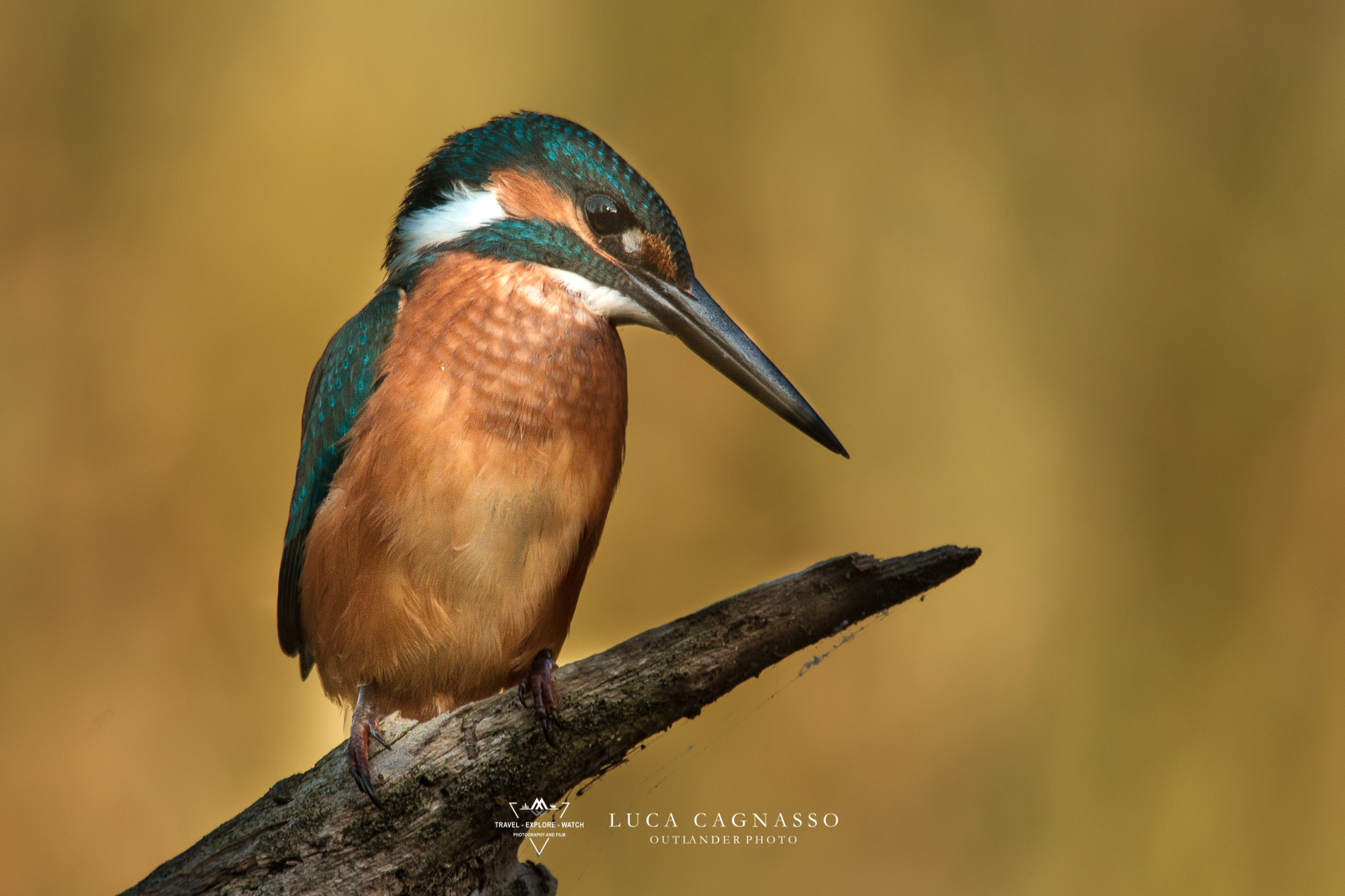 Martin pescatore - Alcedo atthis - 01