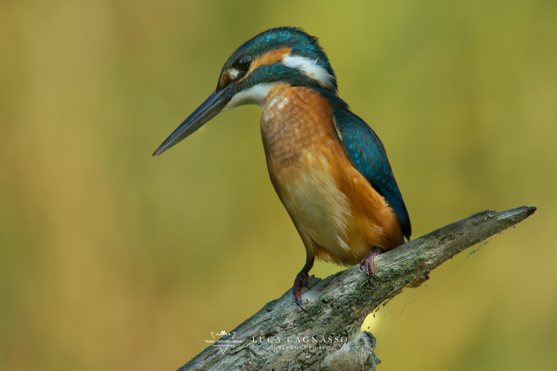 Martin pescatore - 02