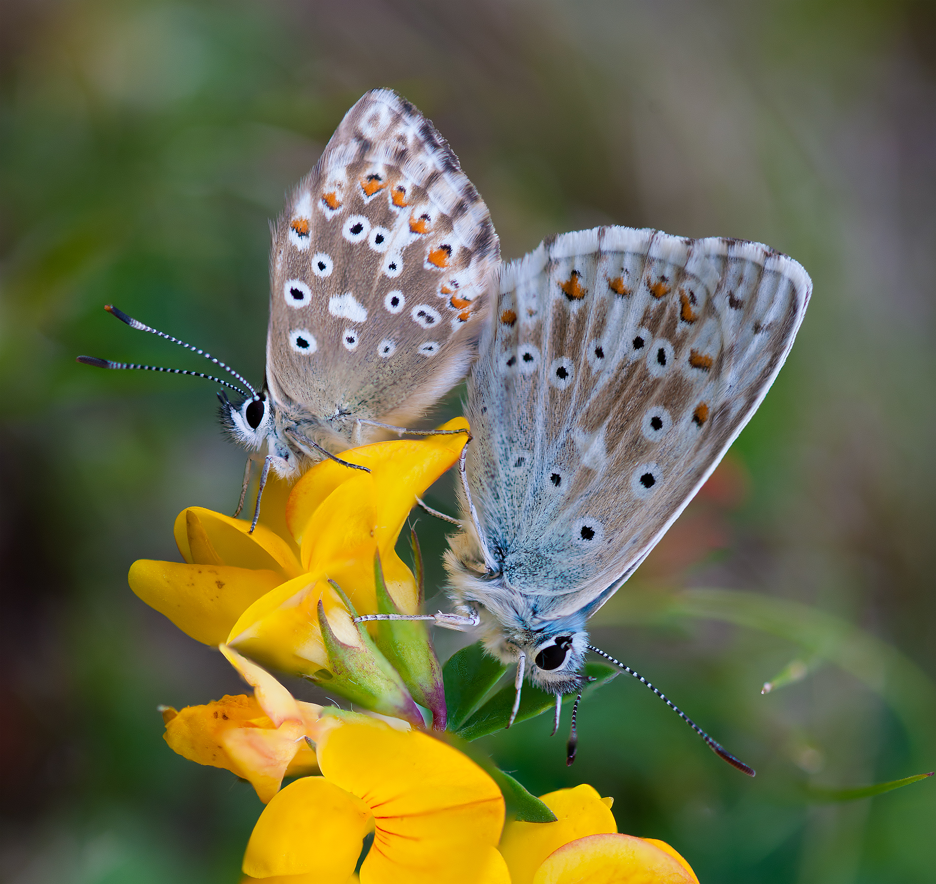 Polyommatus polyommatus