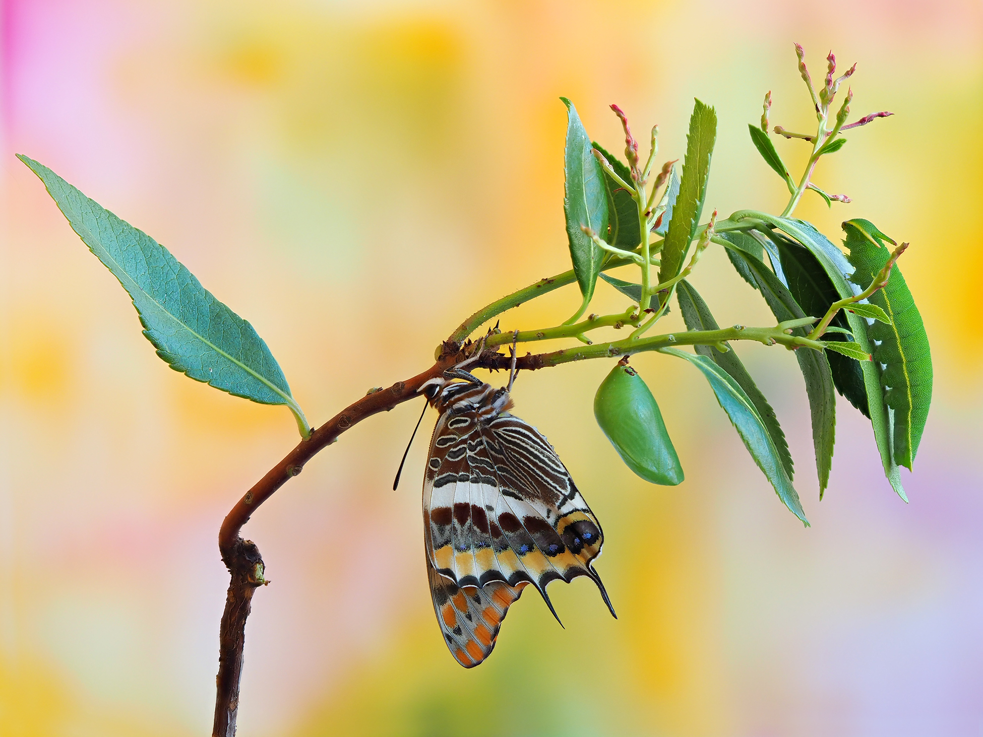 Il ciclo vitale della Charaxes Jasius.
