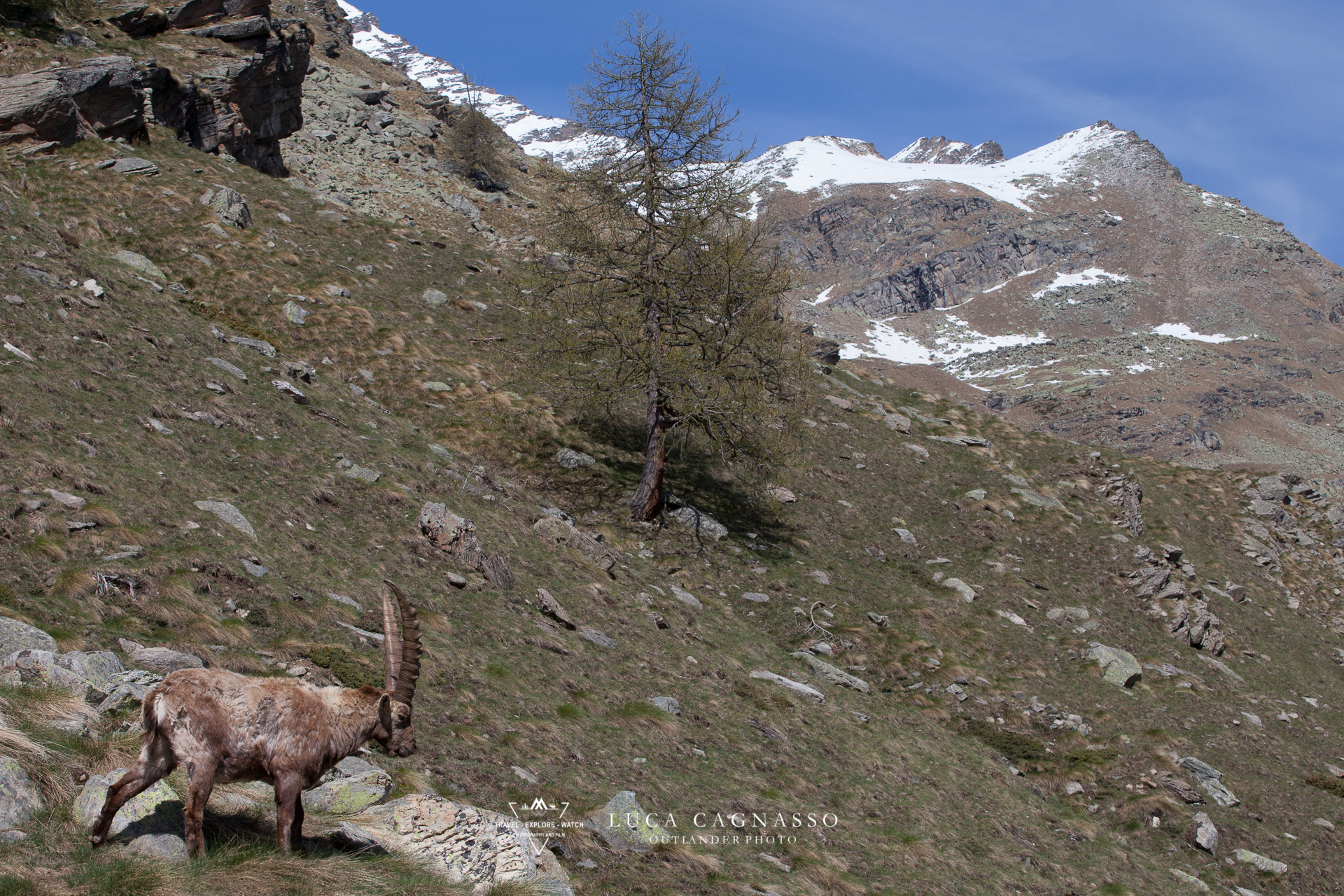 Stambecco - 05