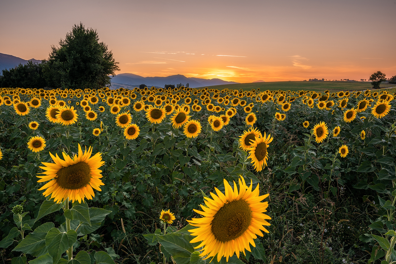 I girasoli delle Marche