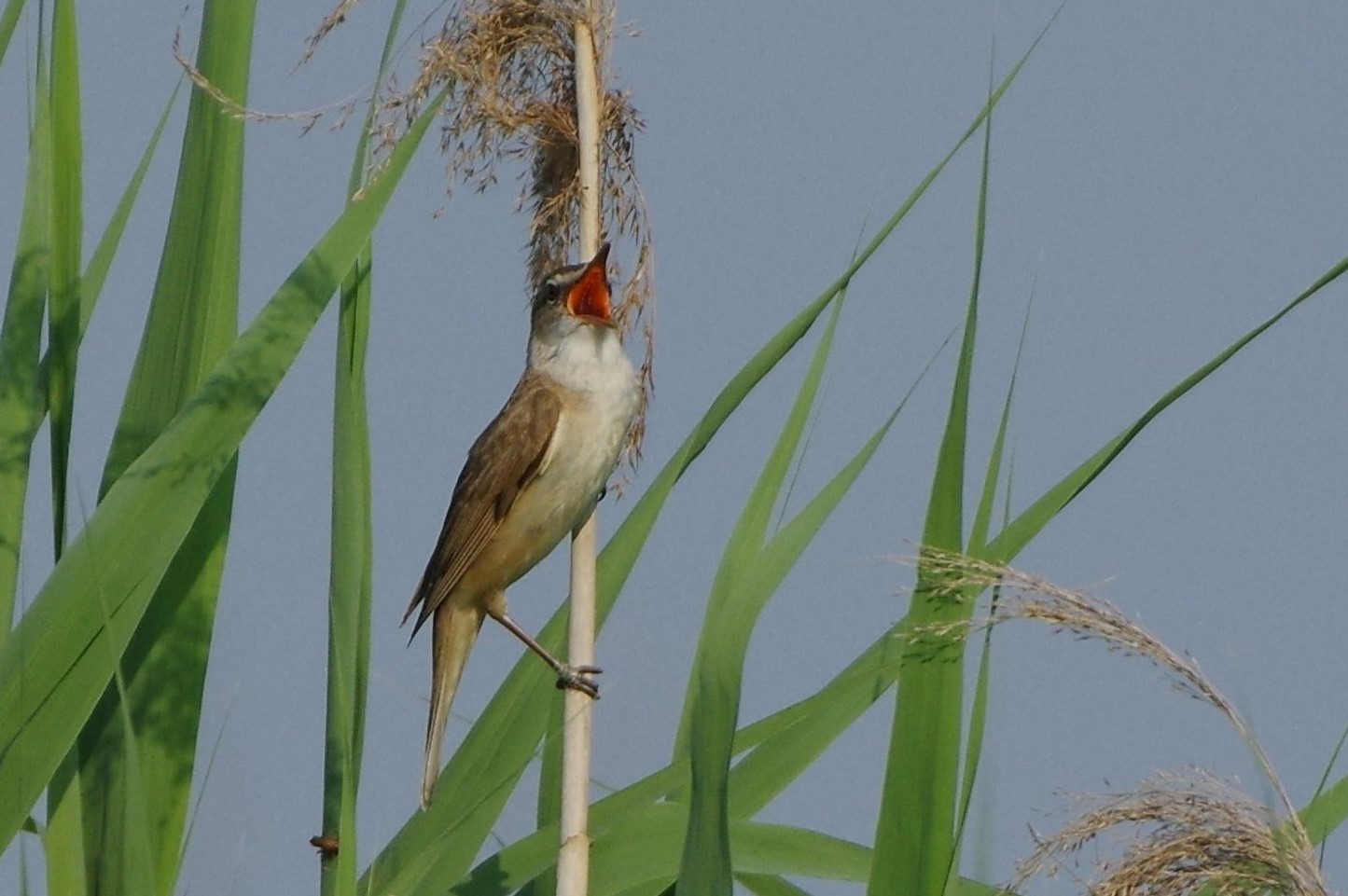 Cannareccione (Acrocephalus arundinaceus)