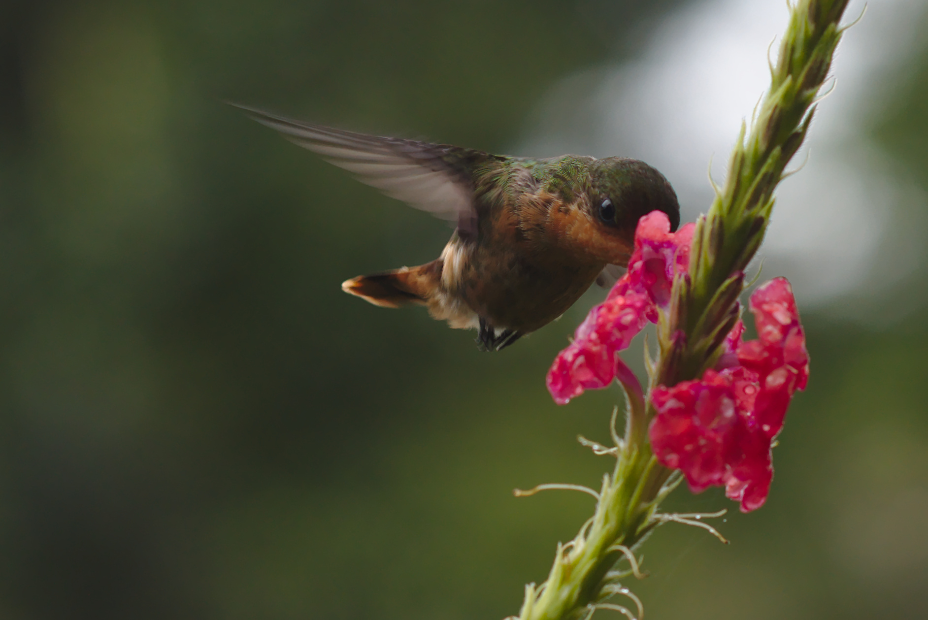 Colibri