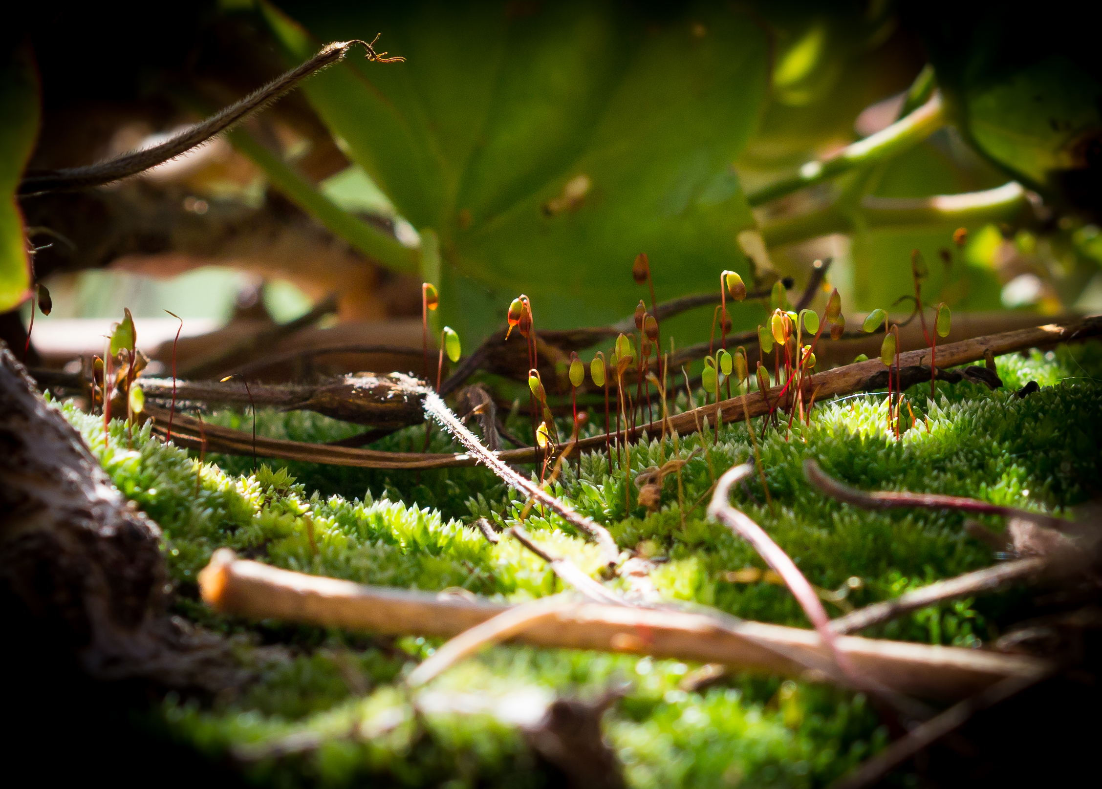 The Little Hidden World