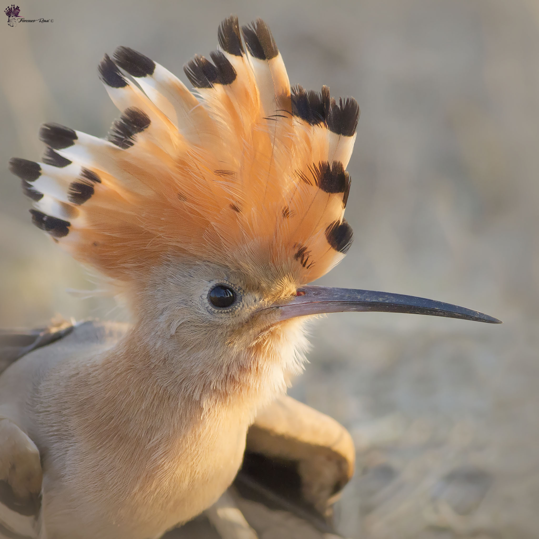 The Hoopoe crest