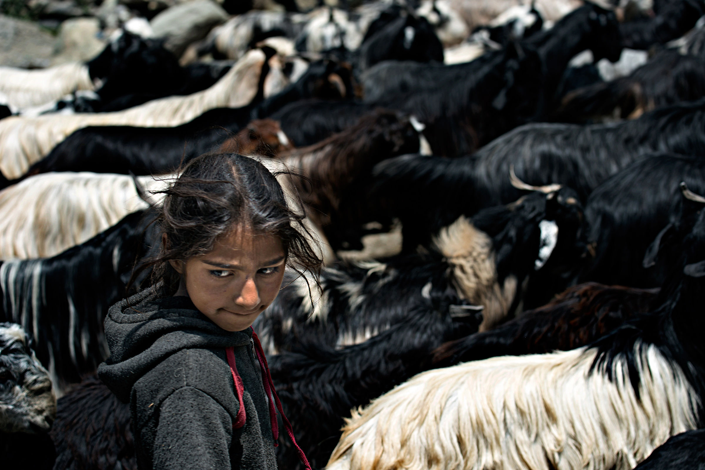 Pastori nomadi del Kashmir