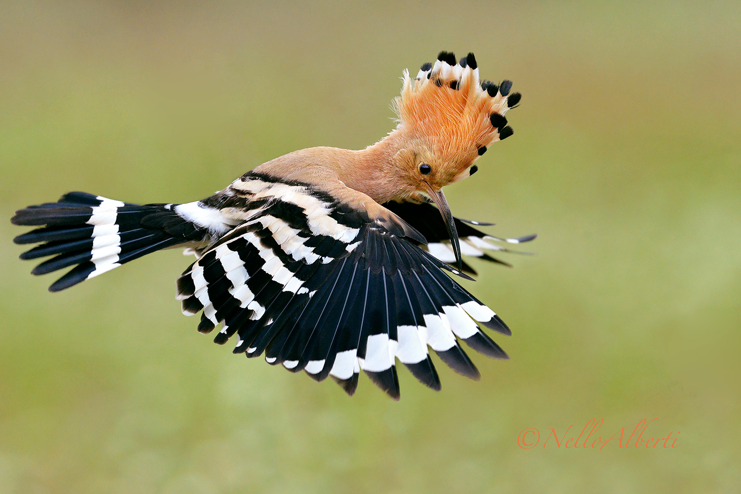 upupa in volo di ricognizione