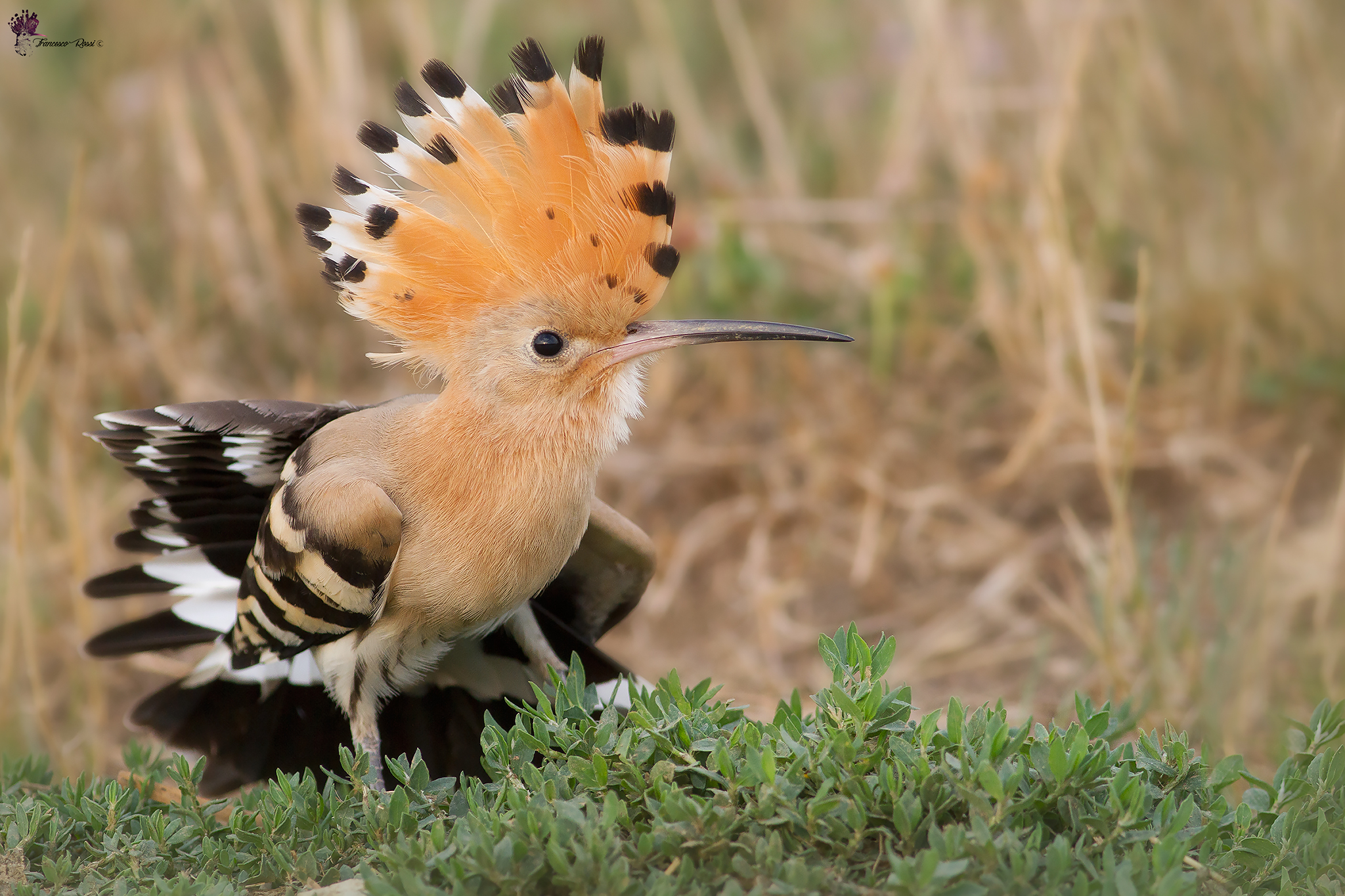 Hoopoe