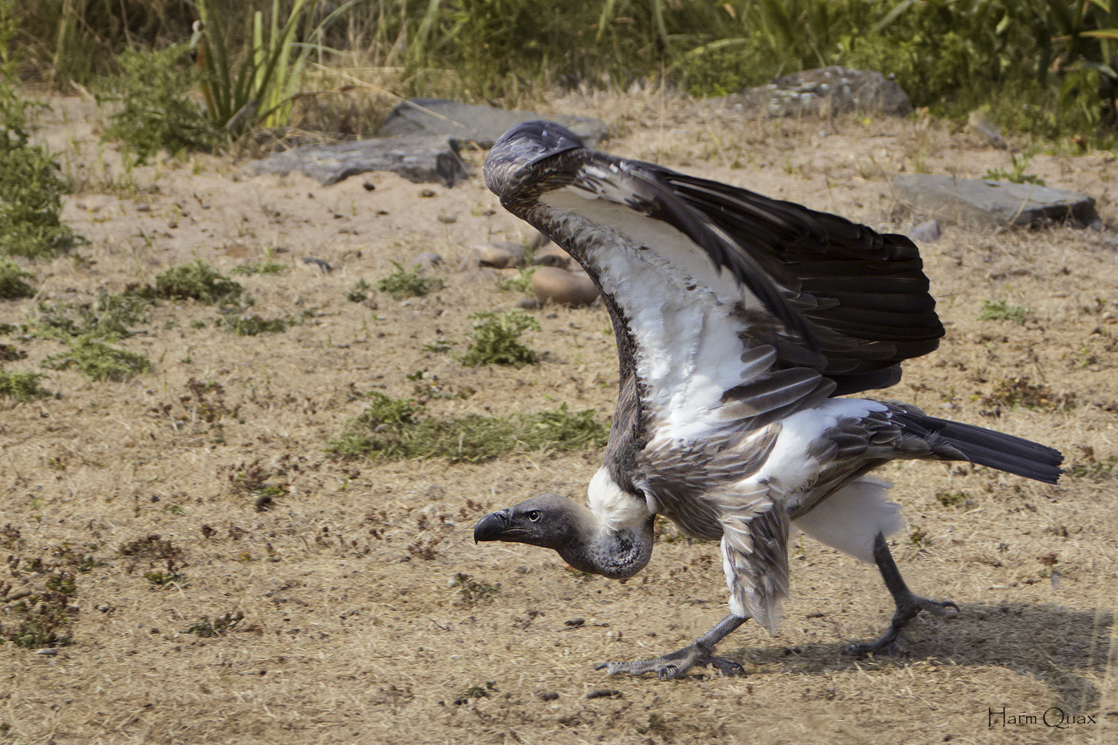 Take off (Gyps fulvus)