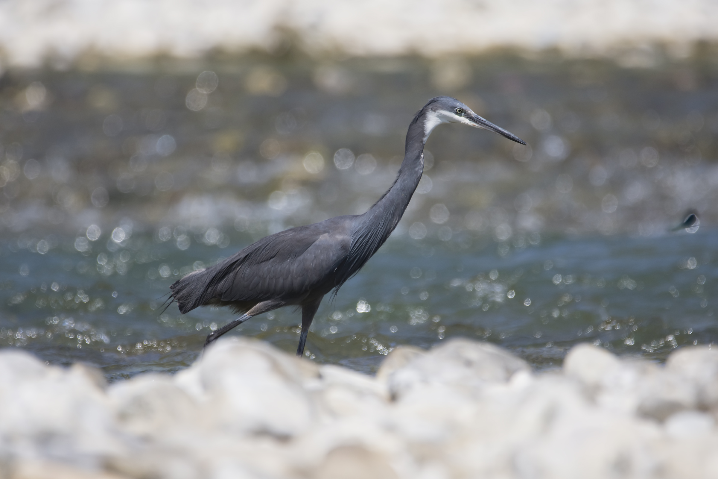 The Heron and the Dragonfly