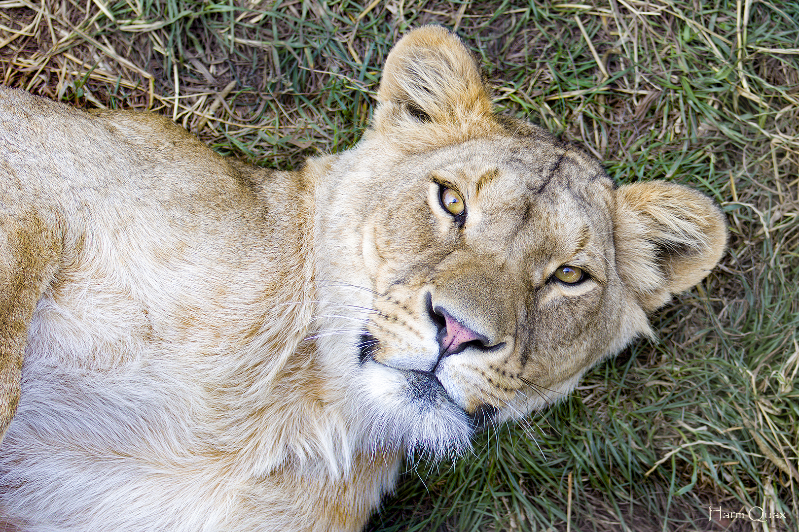 Don't disturb my nap