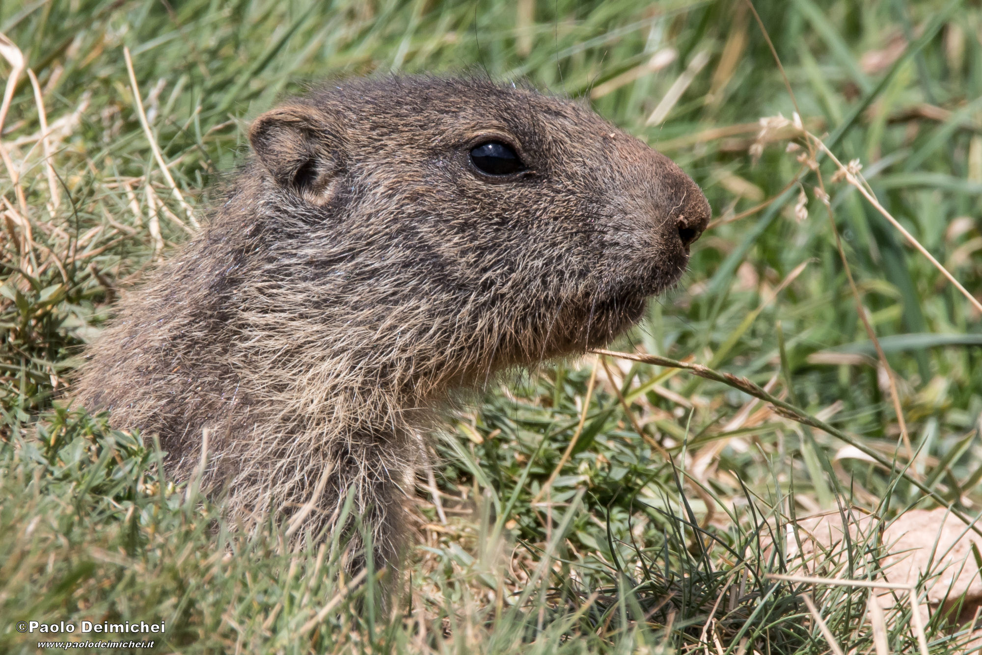 Marmottina di guardia, in Lessinia trentina