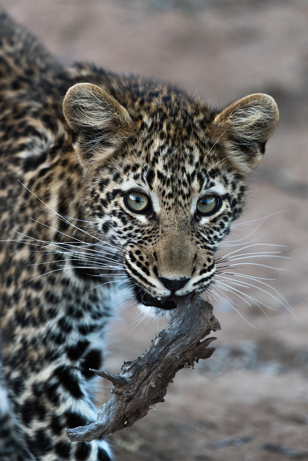 Cucciolo di leopardo