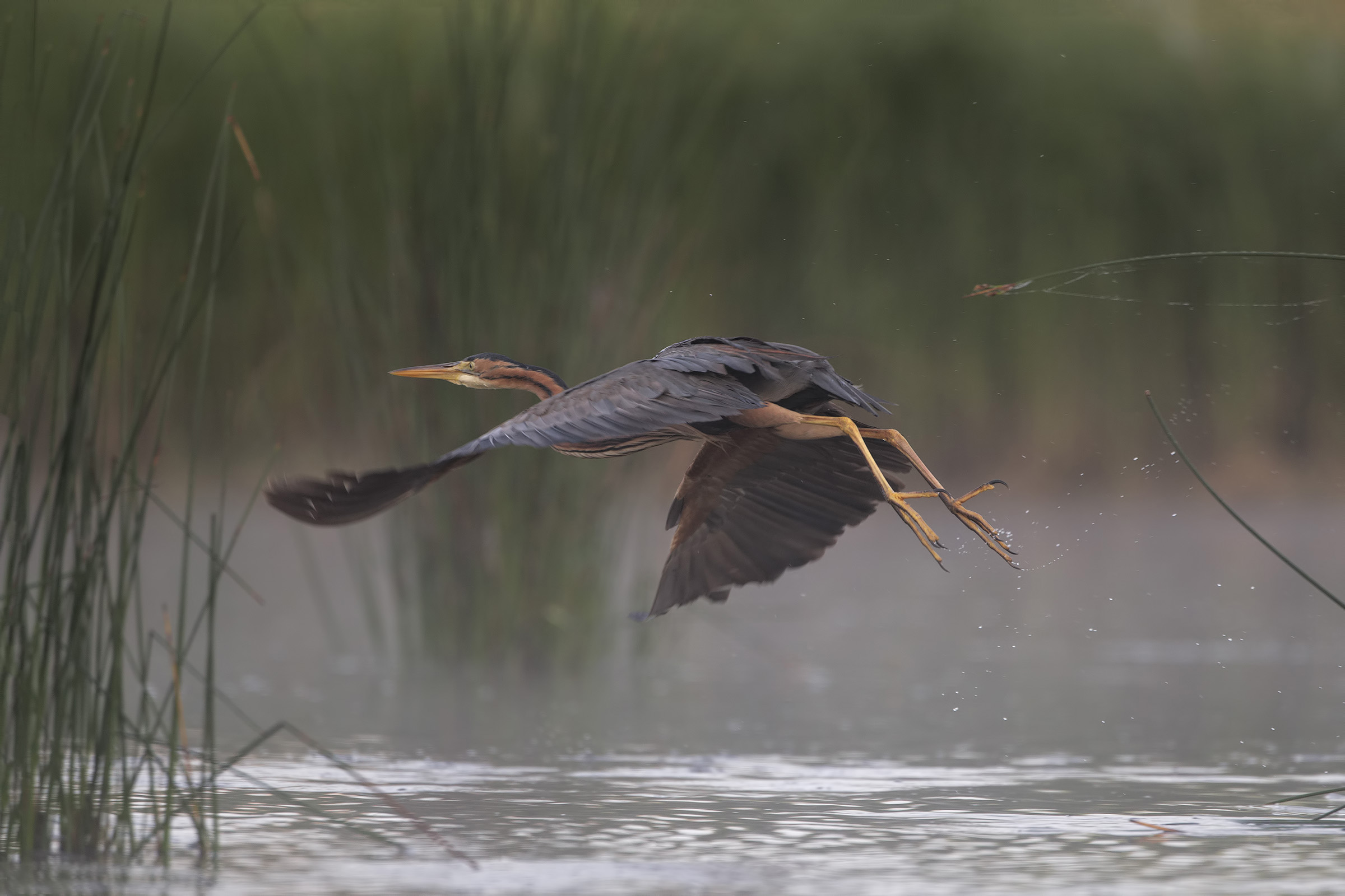 and.. away in the fog