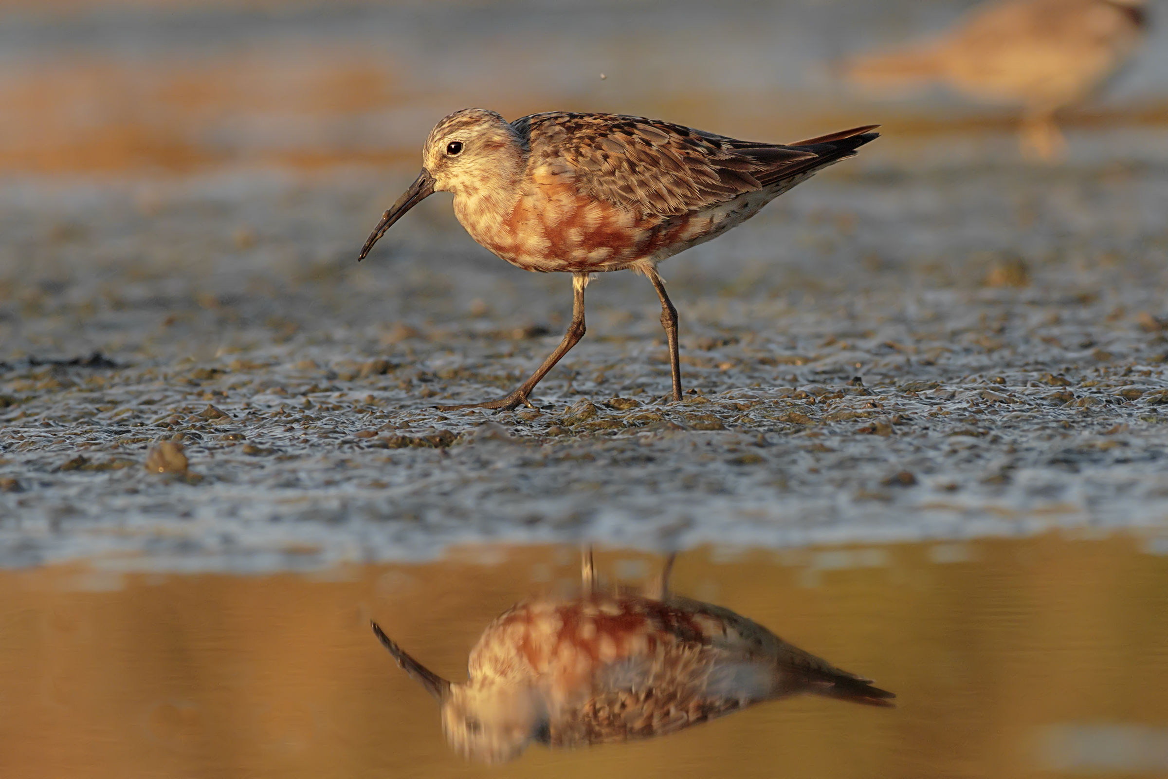 Sanderling