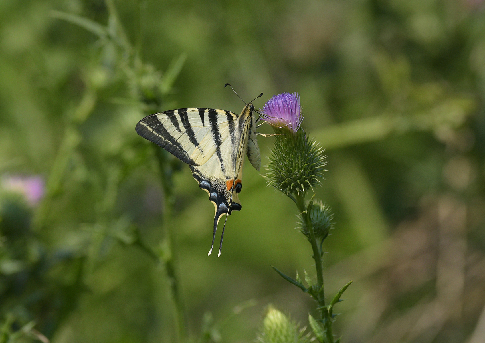 Scarce Swallowtail Day